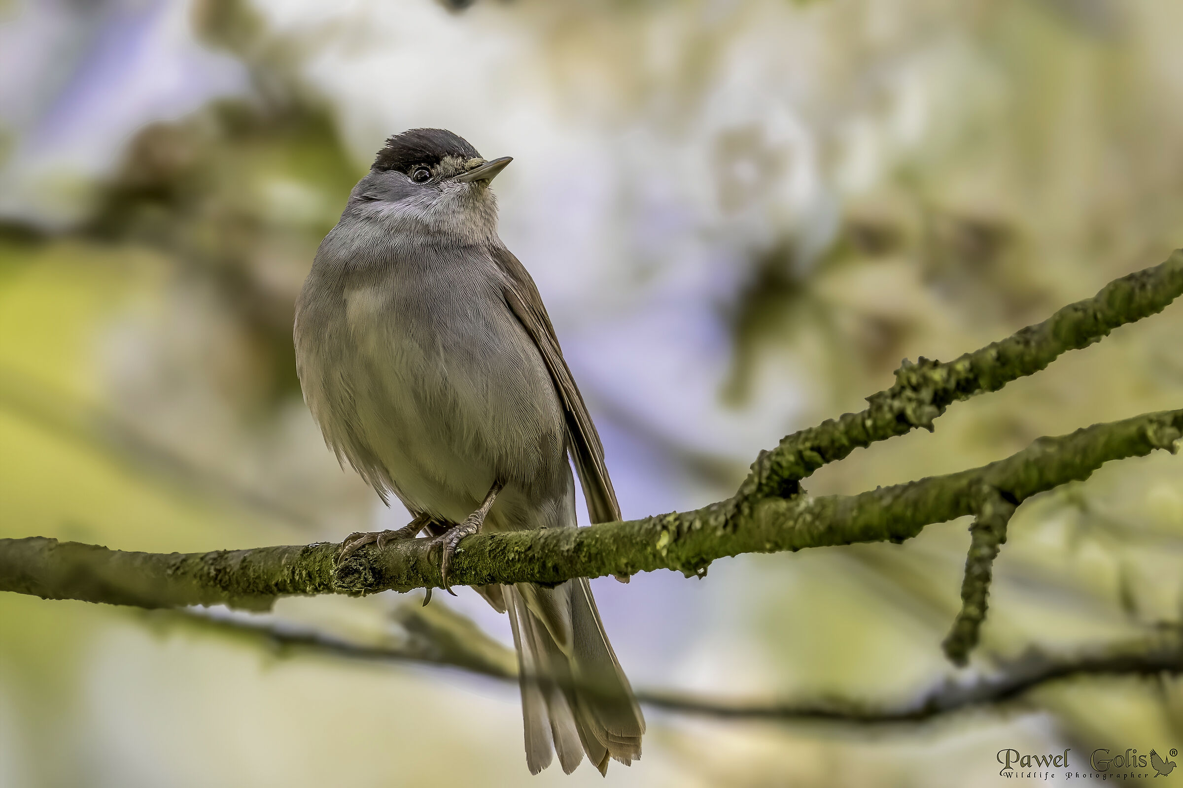 Capinera (Sylvia atricapilla)