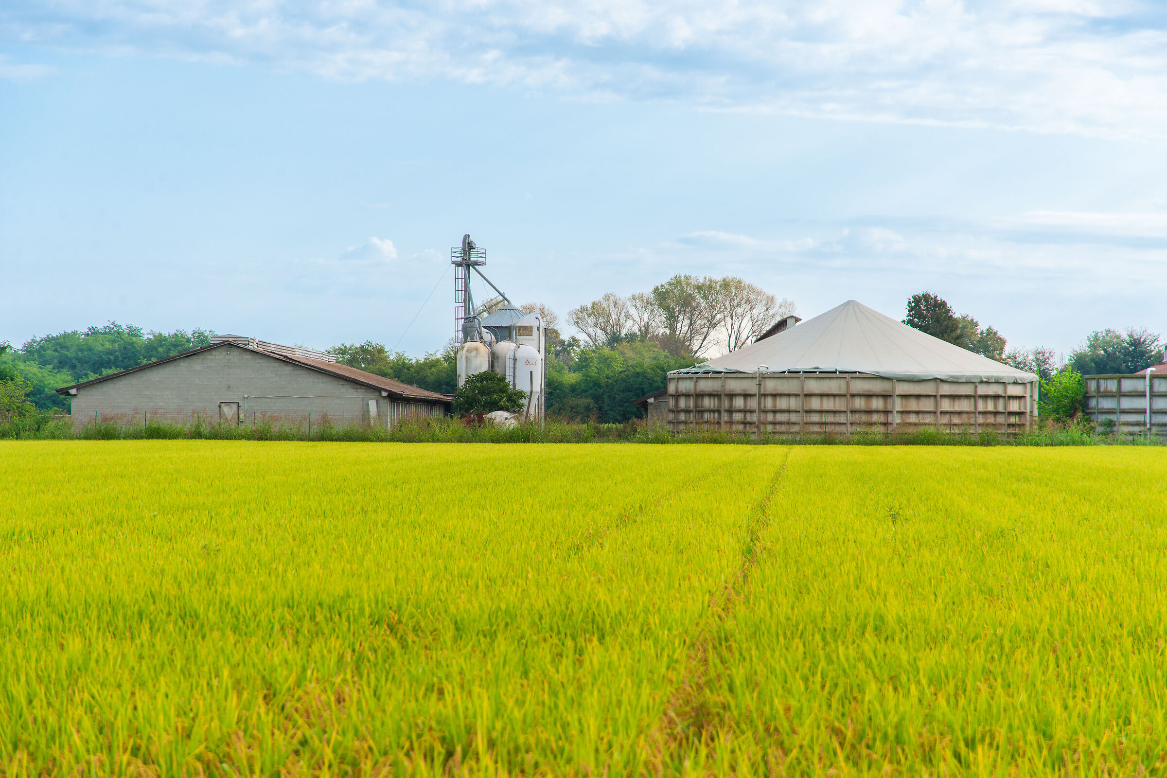 The farmhouse and the rice