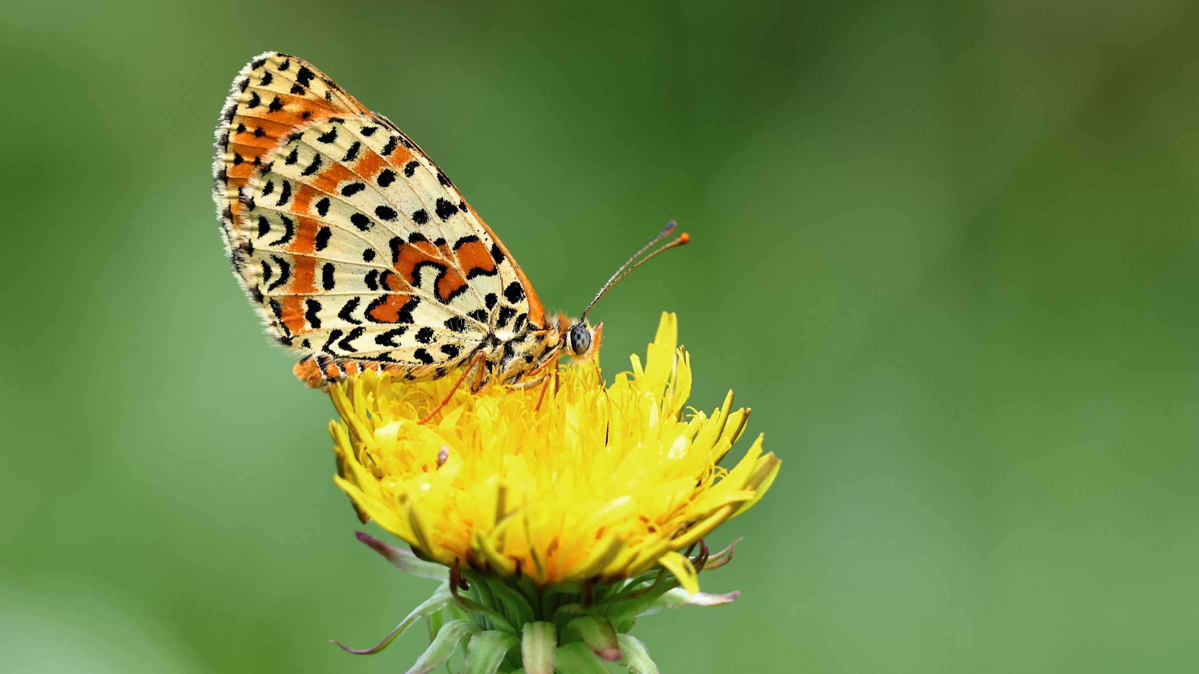 Melitaea didyma