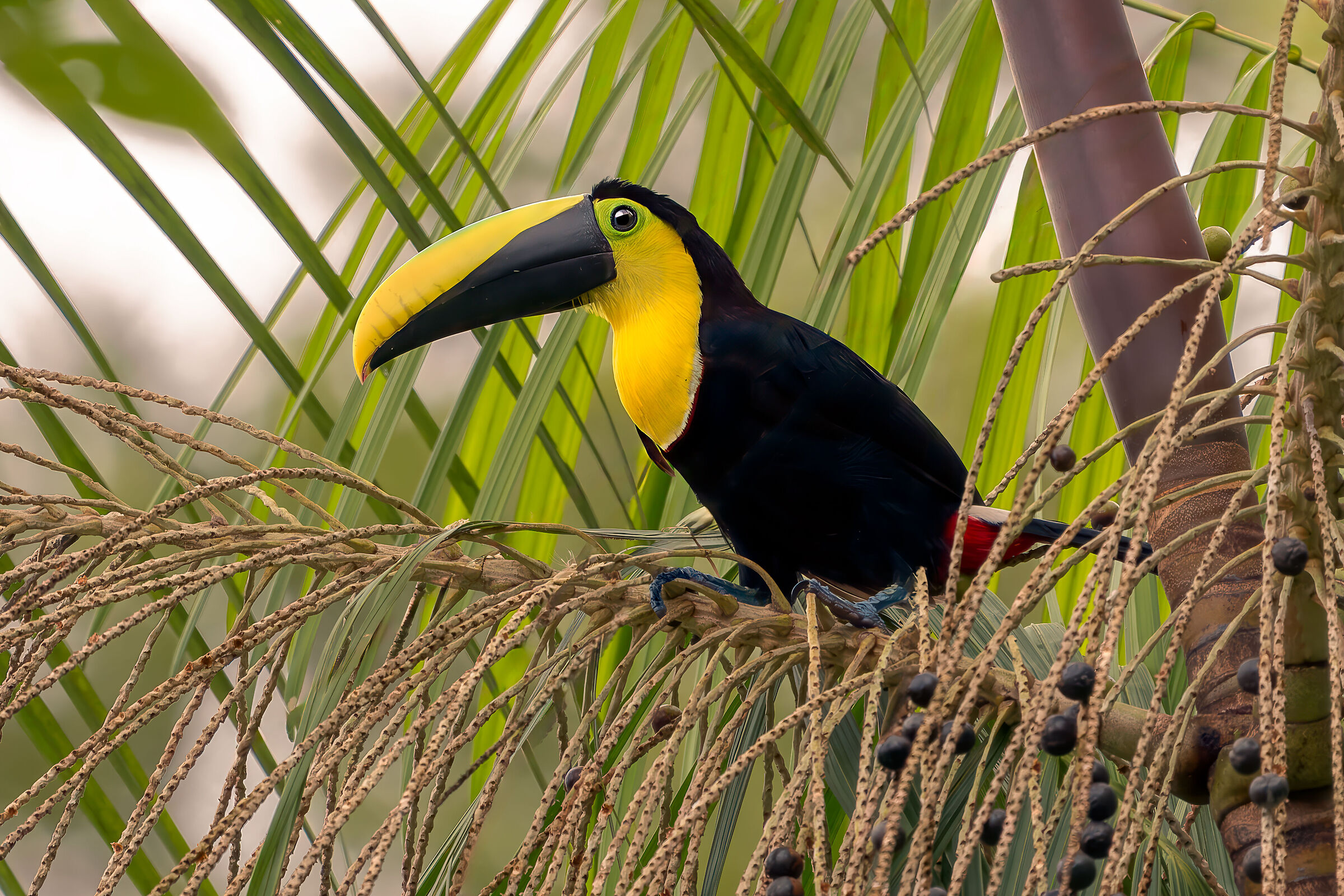 Tucano del Chocó