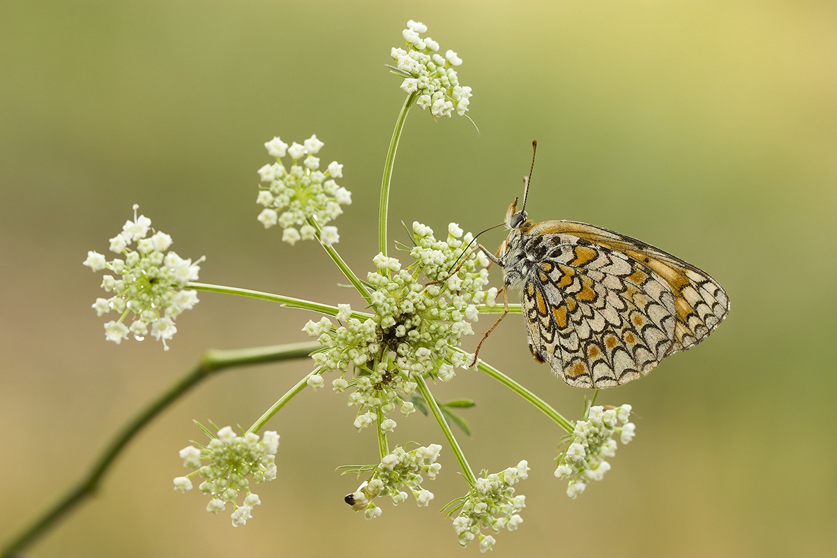 Melitea D'artificio...