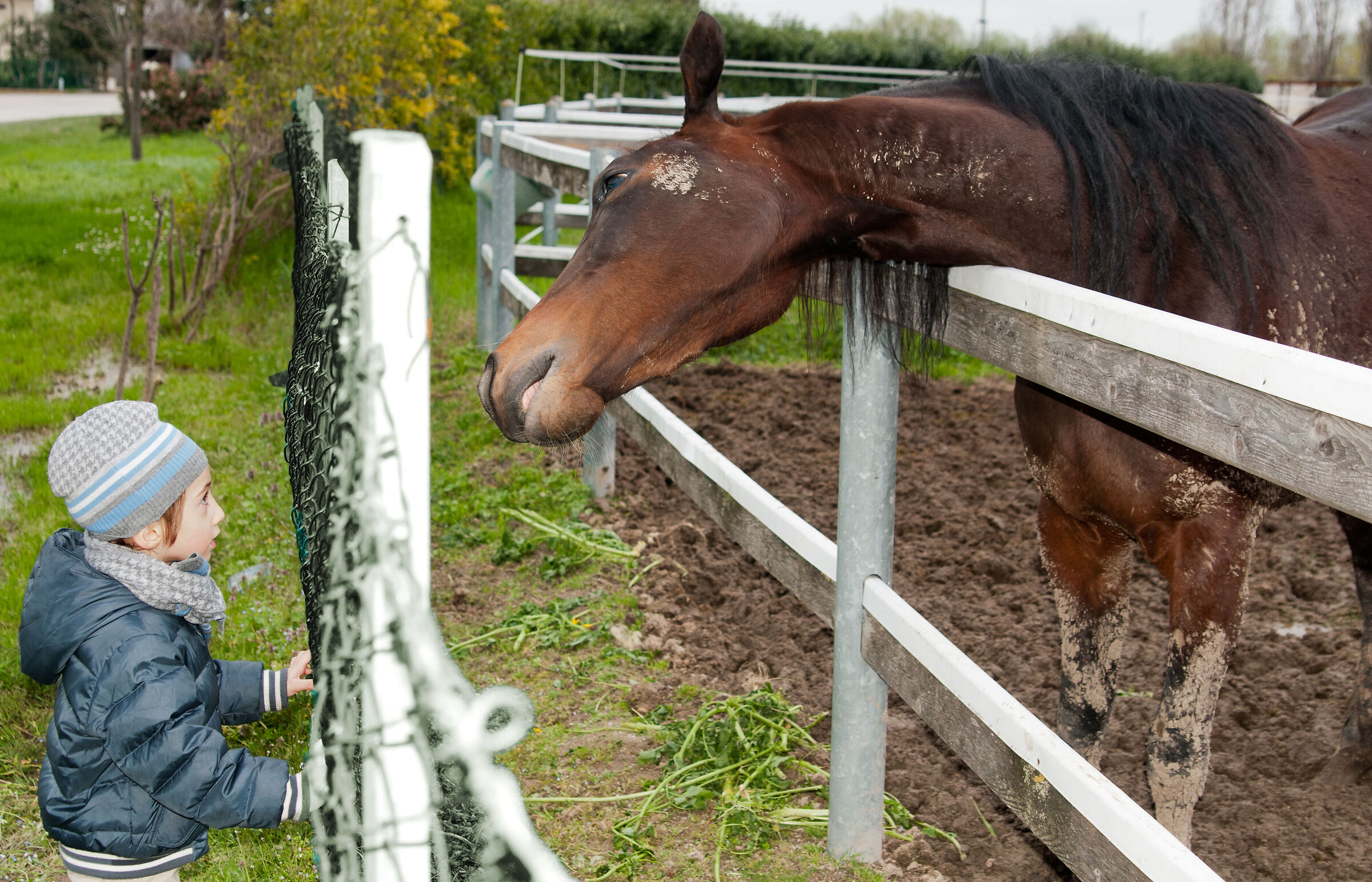The child who whispered to horses