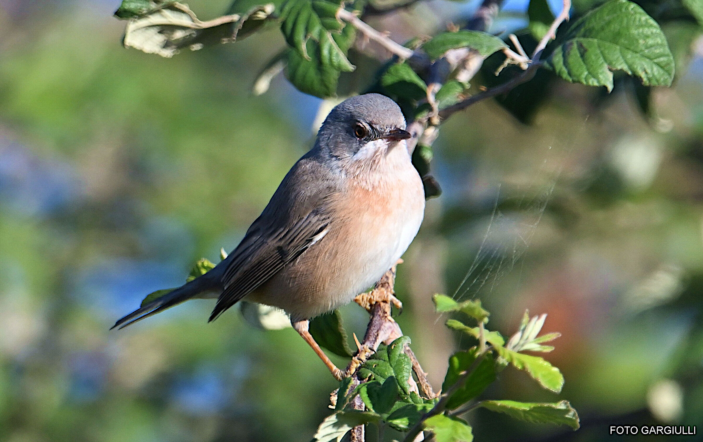 Subalpine warbler