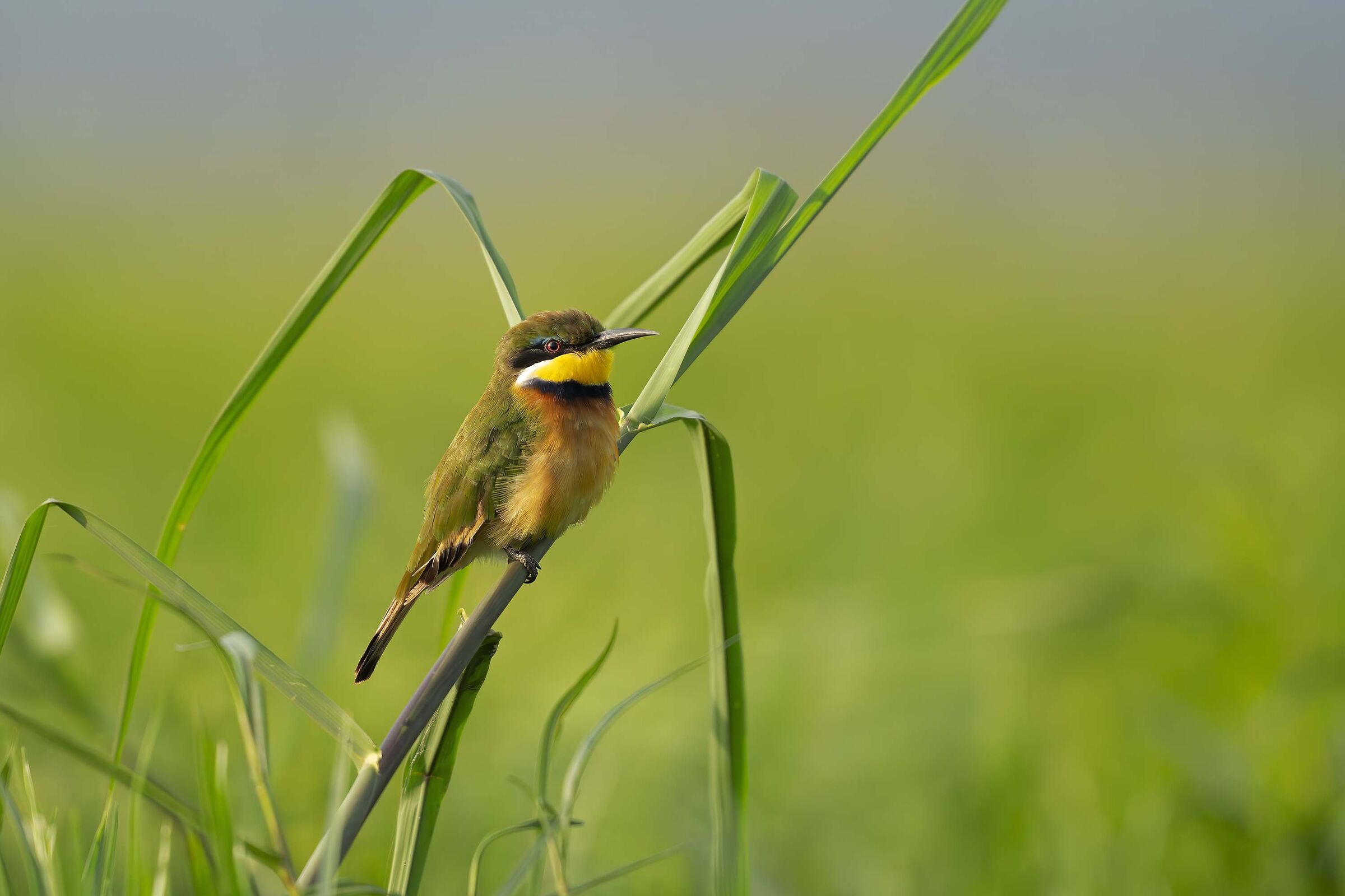 Blue breasted Bee eater