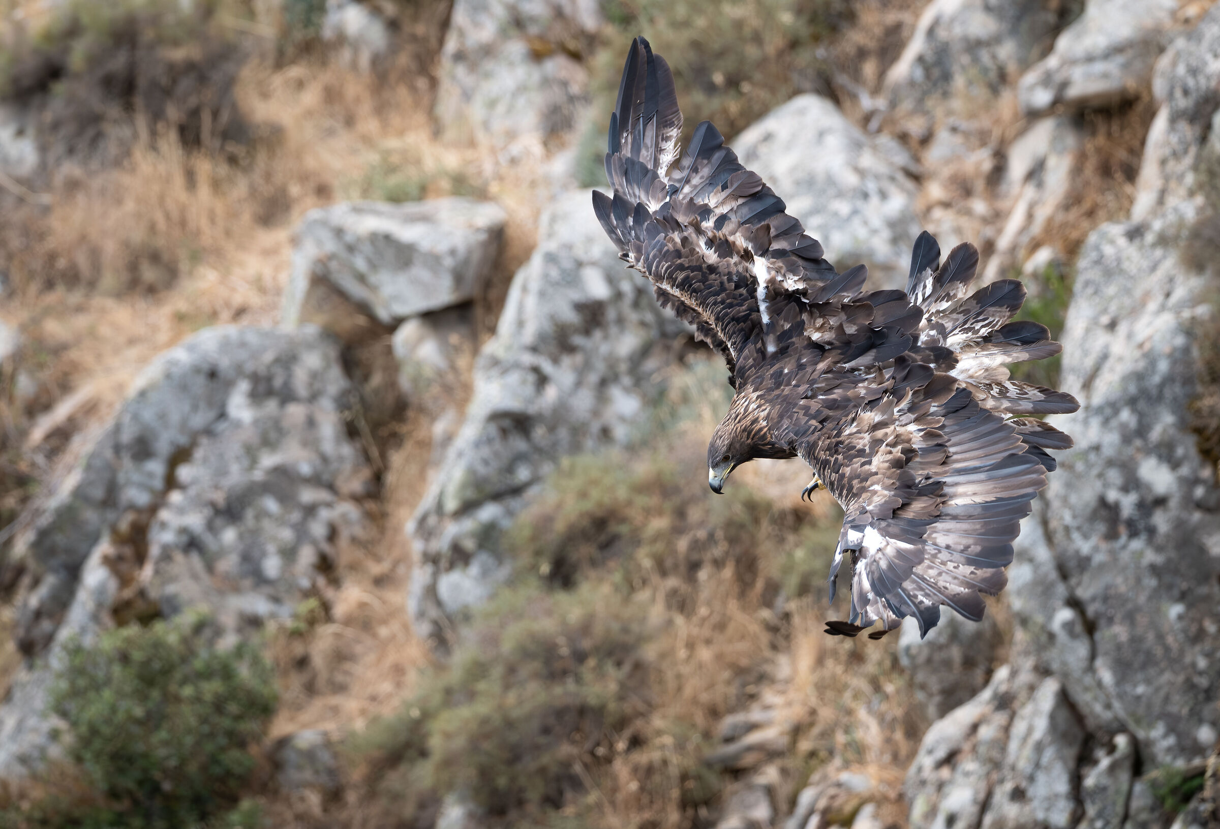Aquila reale