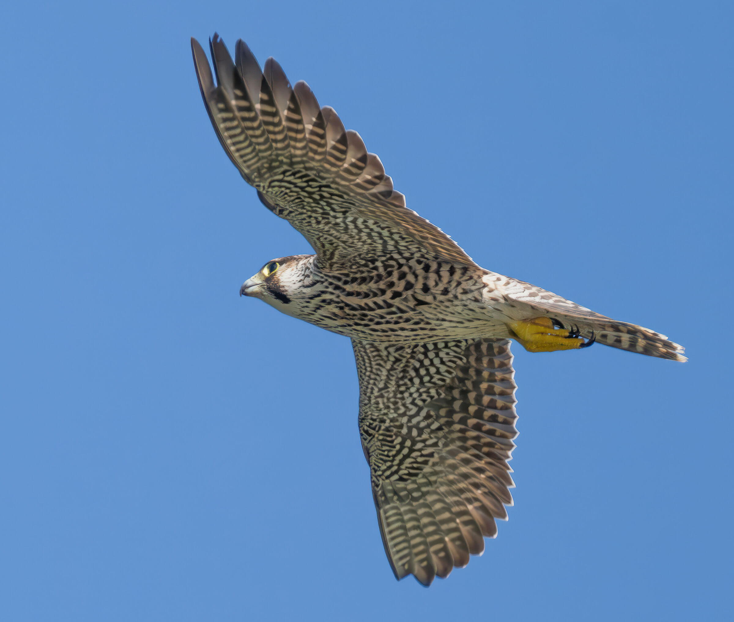Peregrine falcon in flight
