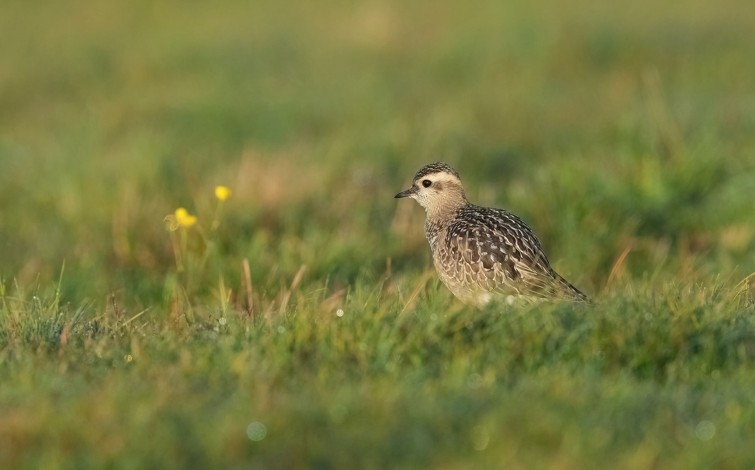Tortolino Plover