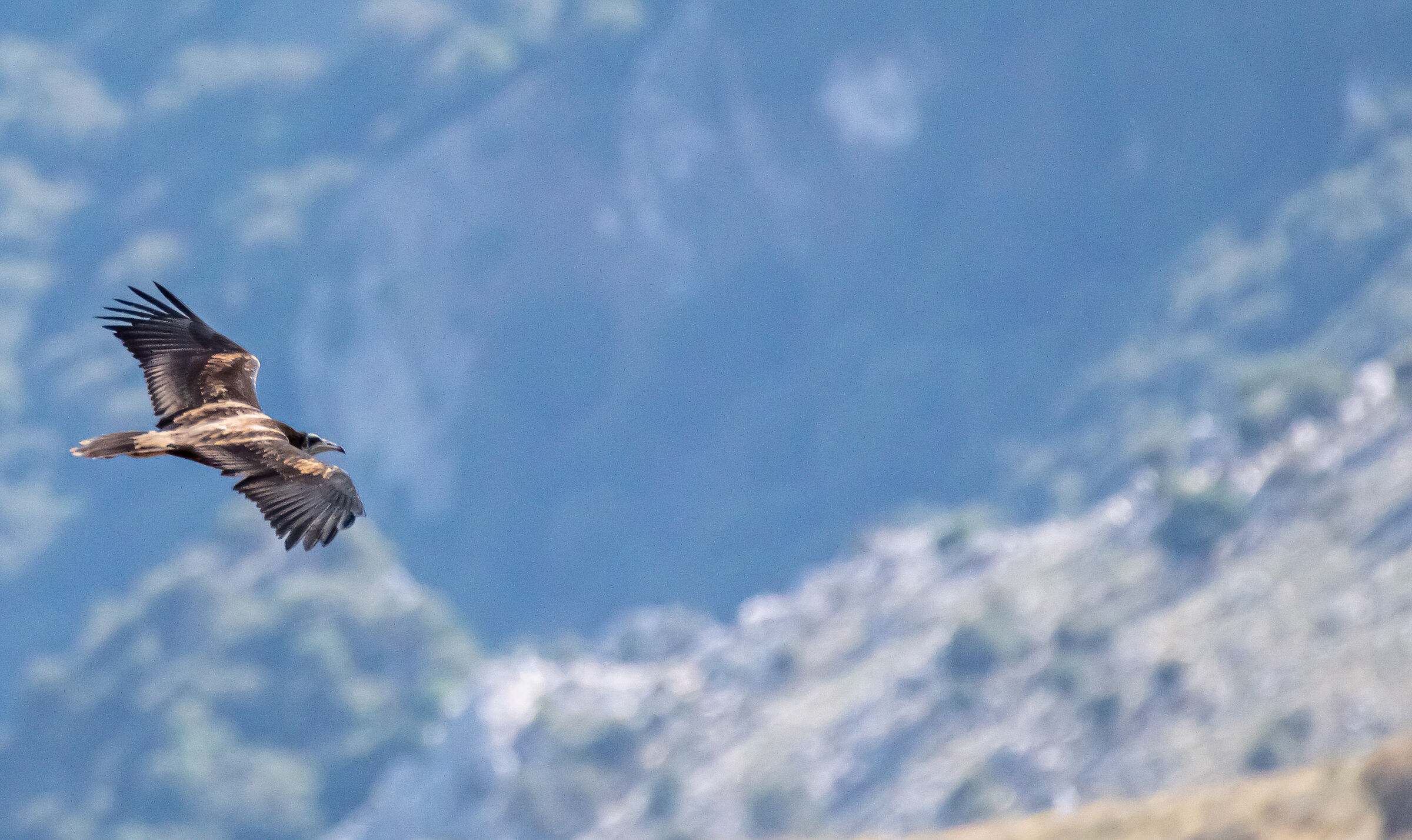 The first flight of the young Egyptian vulture