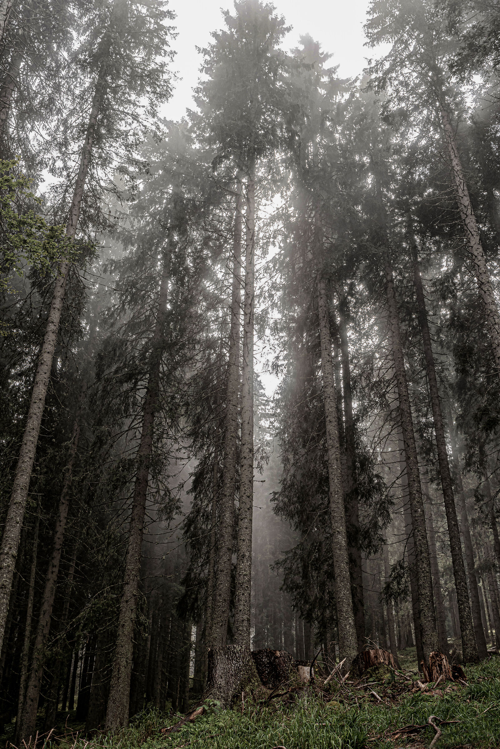 Fog in the trees