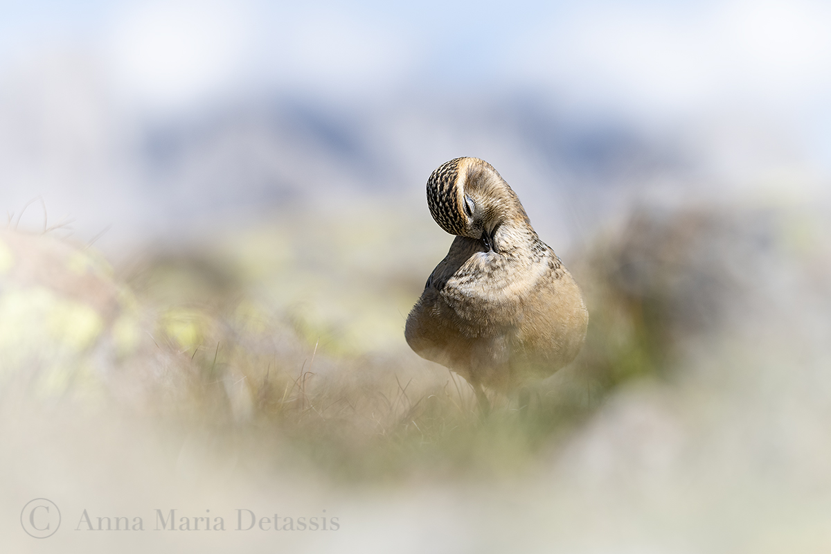 Eurasian Plover (Charadrius morinellus)
