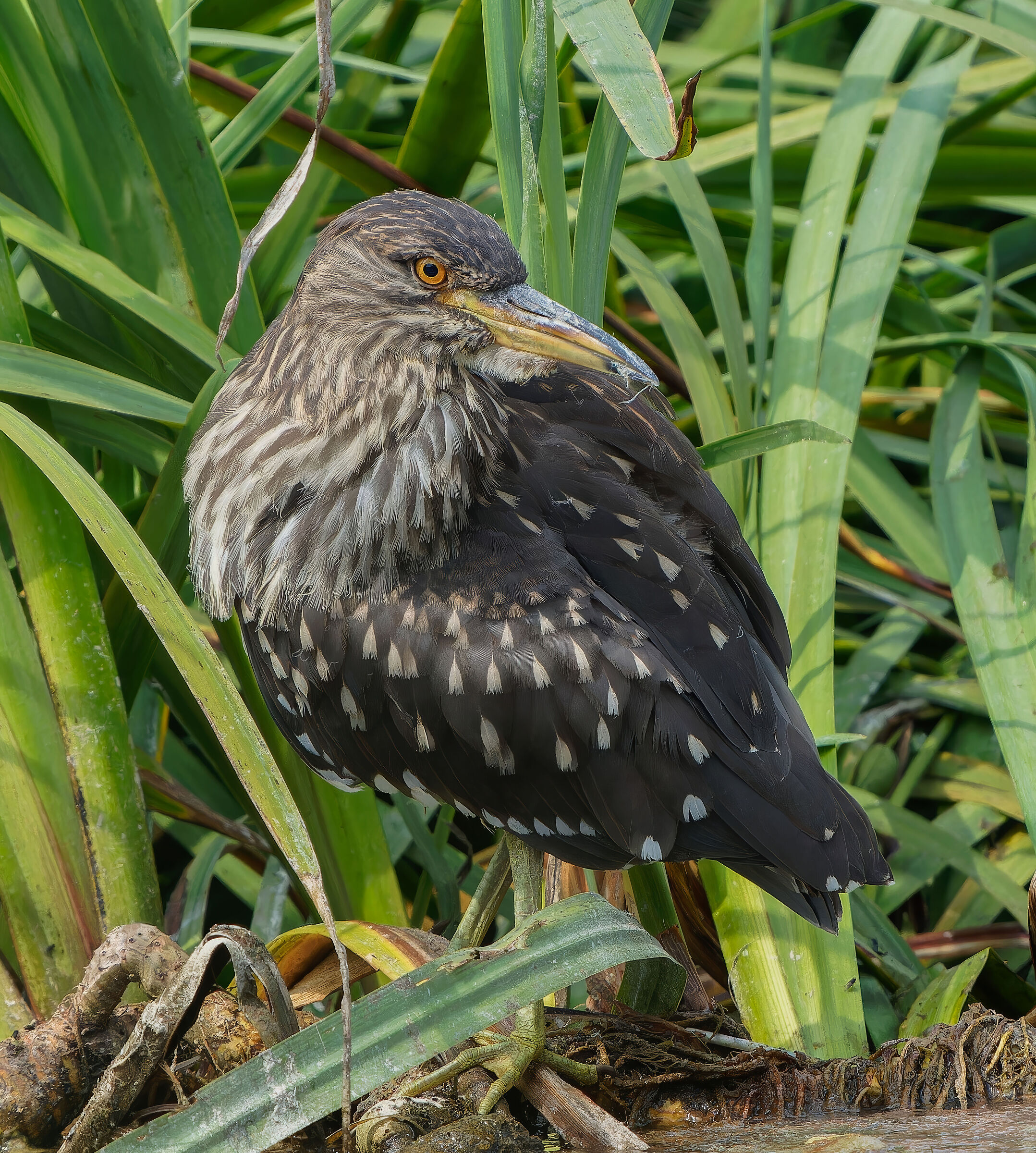 Young Night Heron
