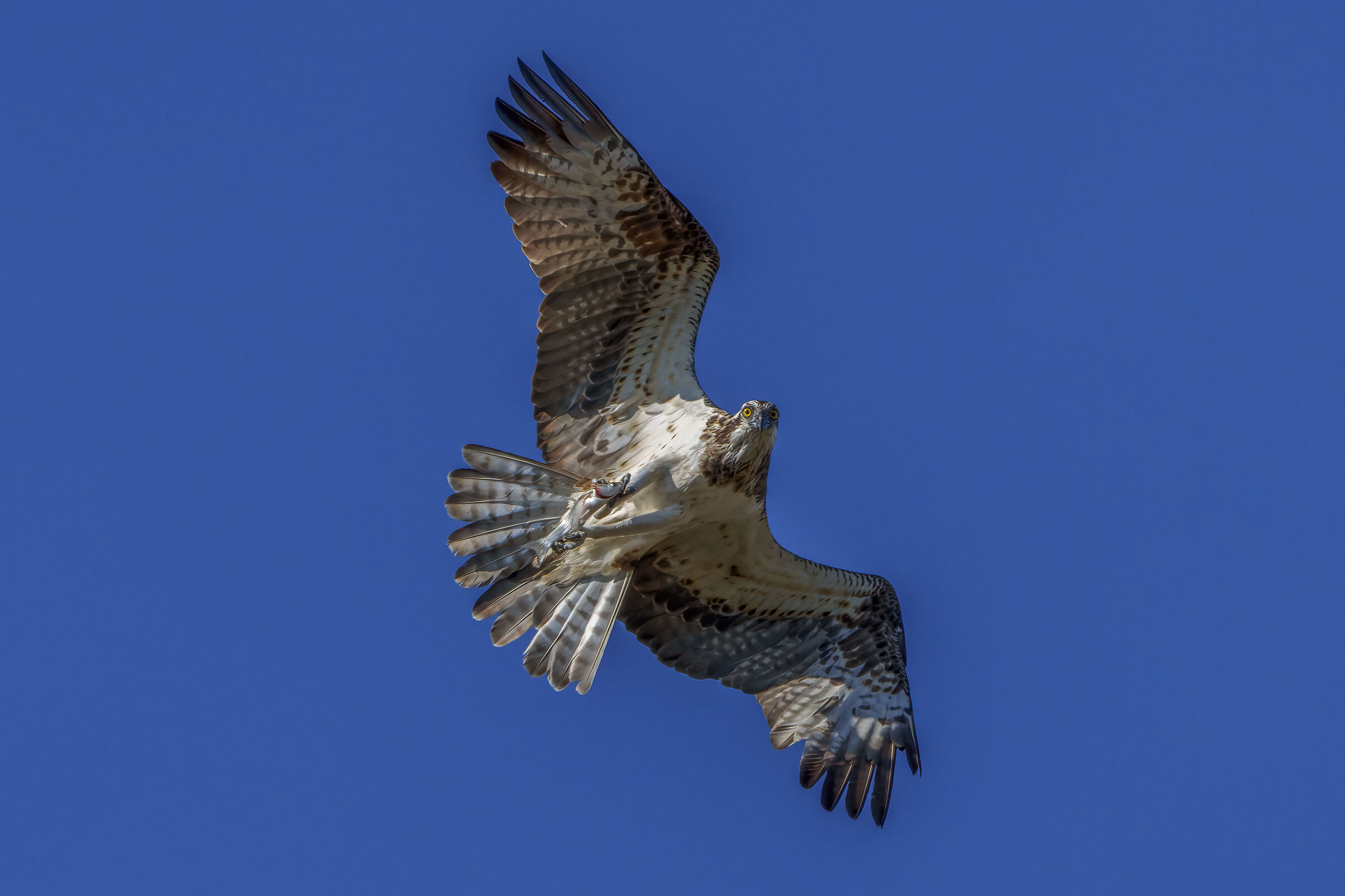 Falco Pescatore (contrariato)con preda...