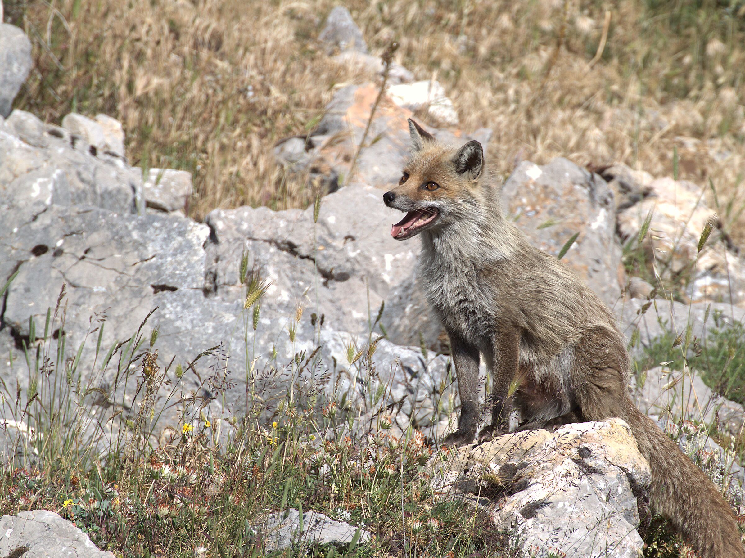 Foxy
