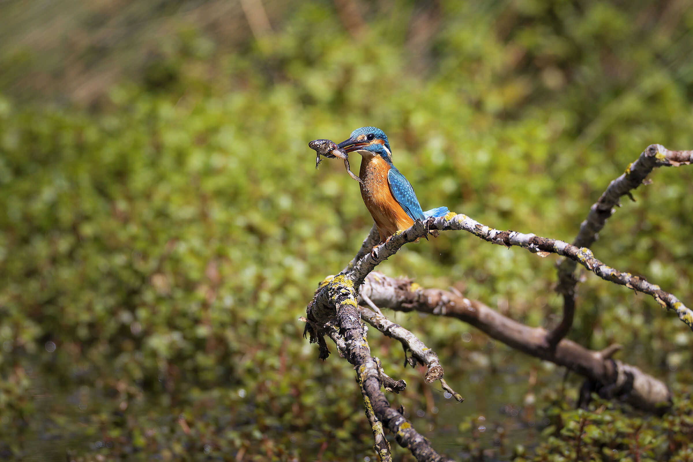 Kingfisher