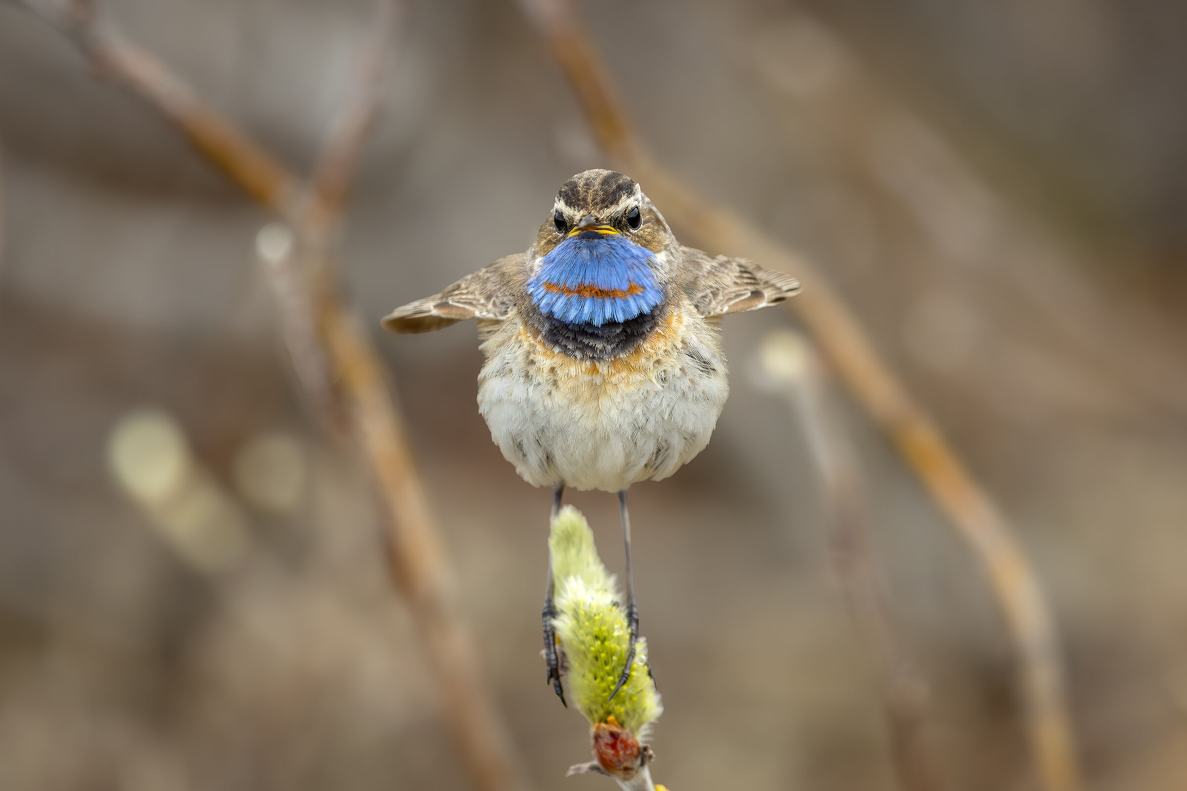 Bluethroat