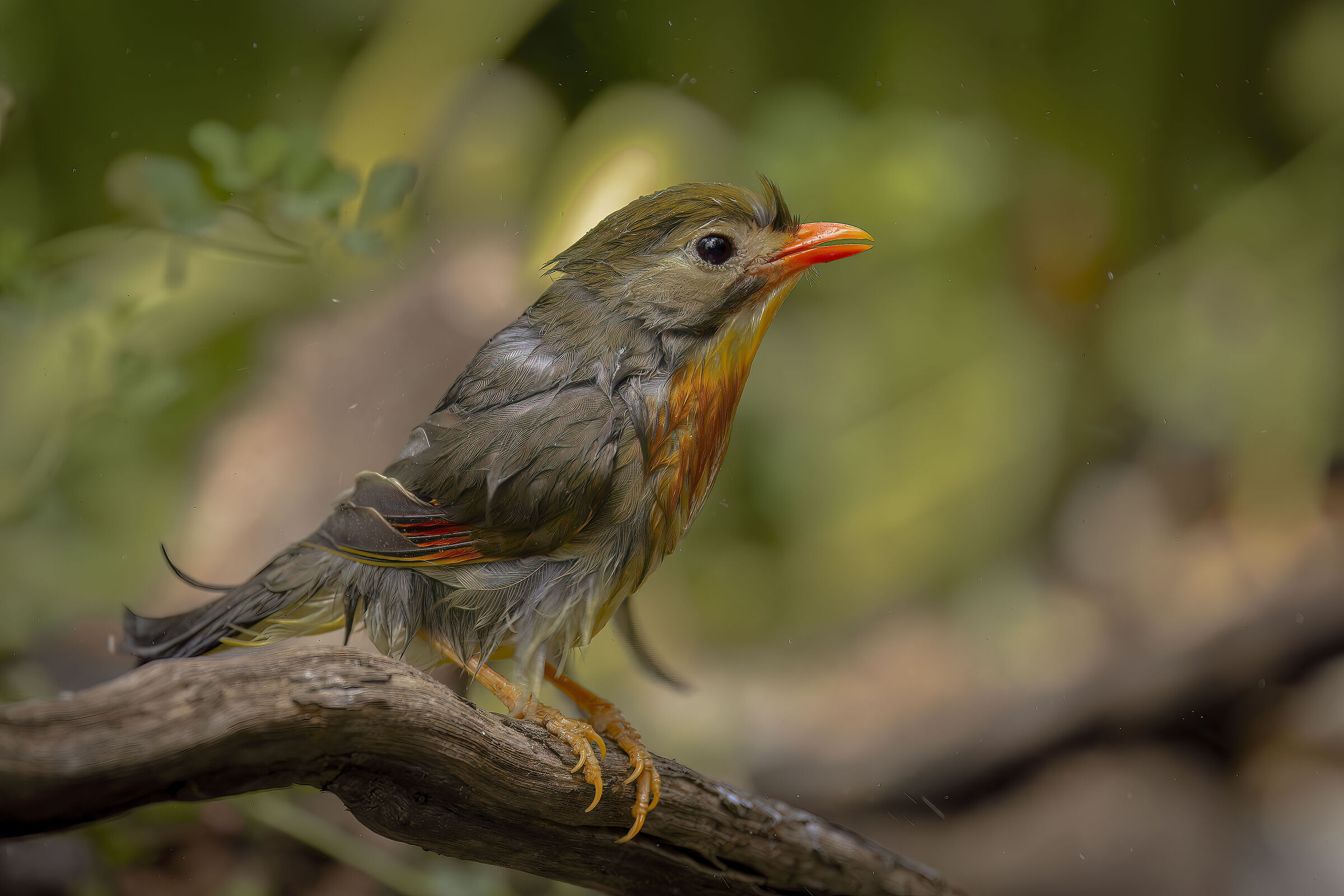 Nightingale of Japan