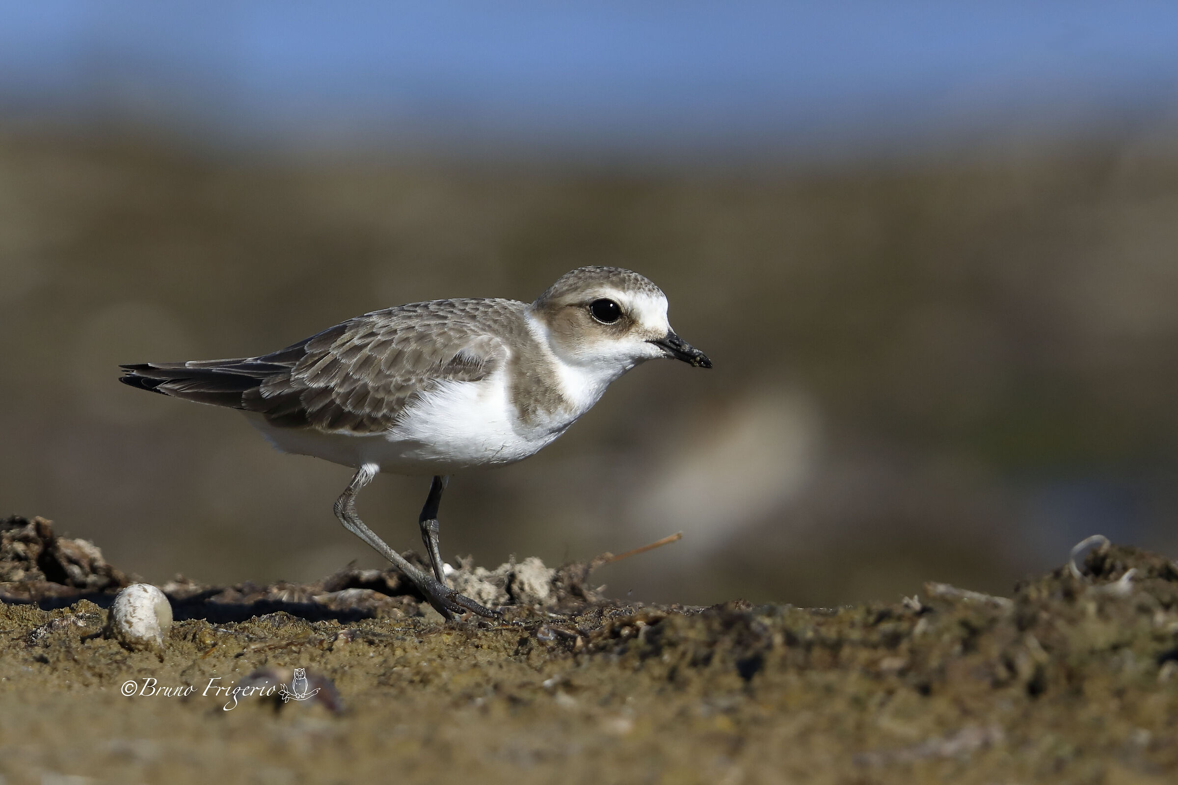 Kentish plover