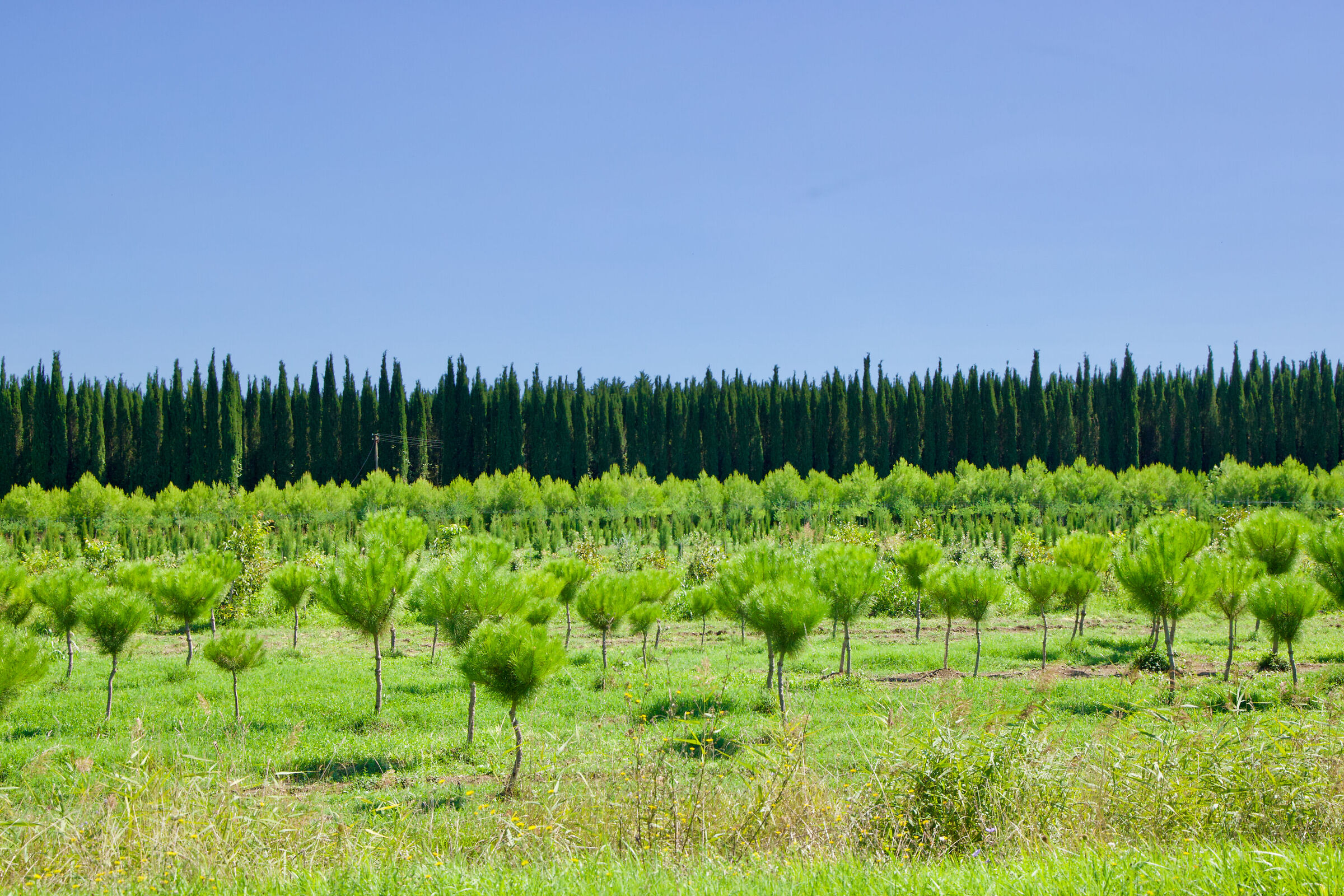 Compagnia… Aaaa ttenti!