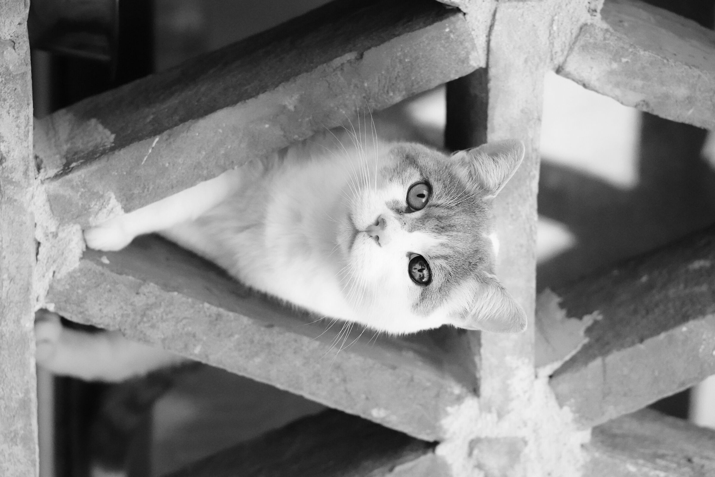 Kitten