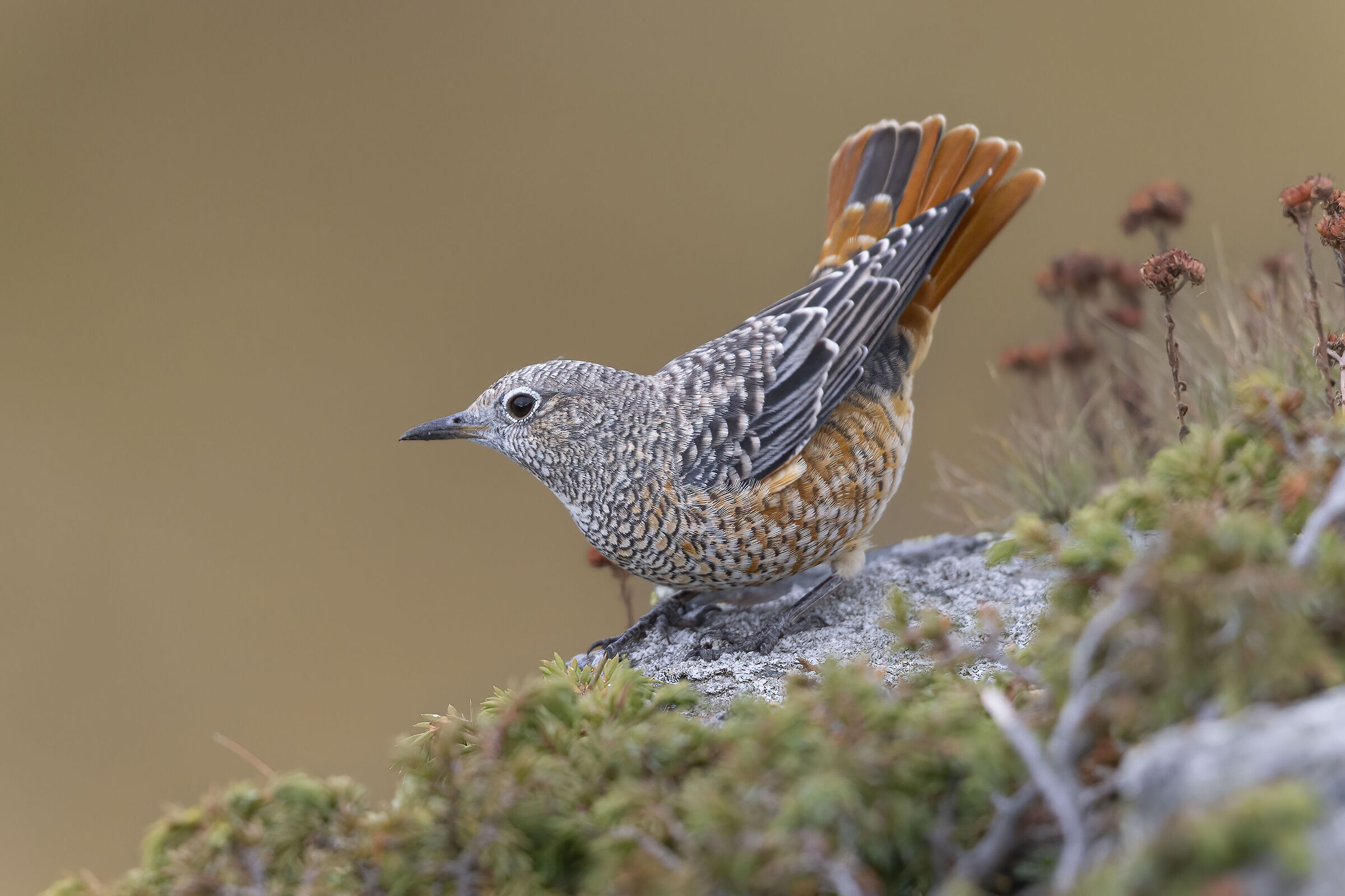 Juv redstarts in plastic pose, September 2025