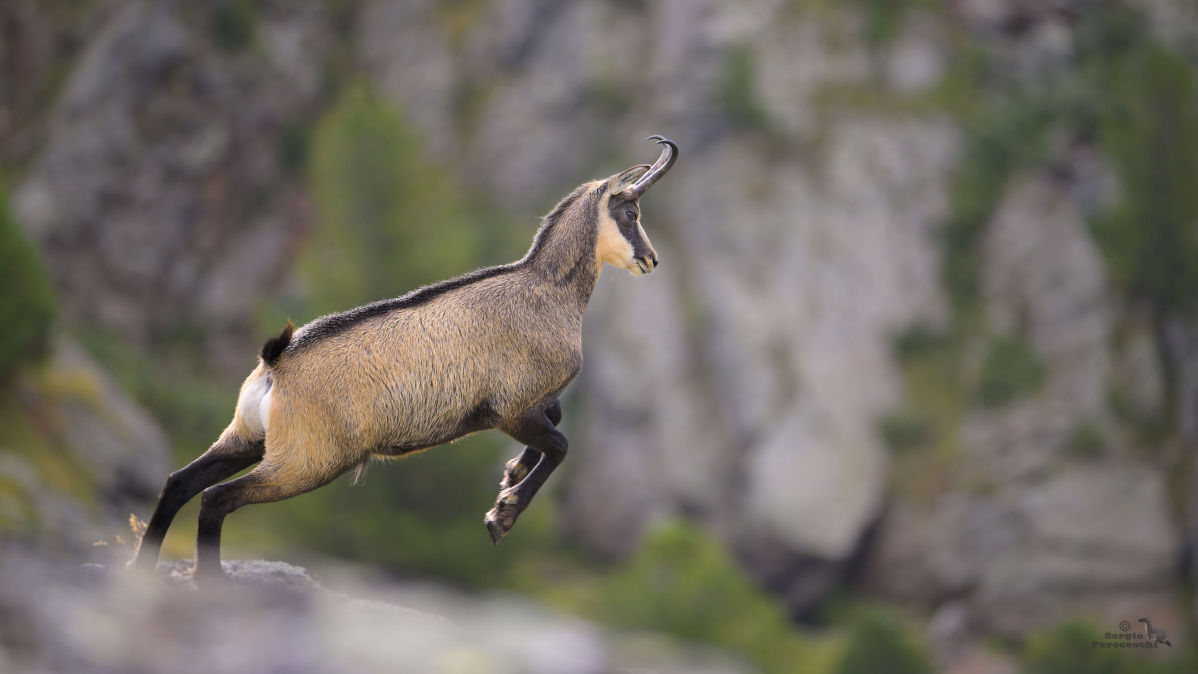 The leap of the chamois