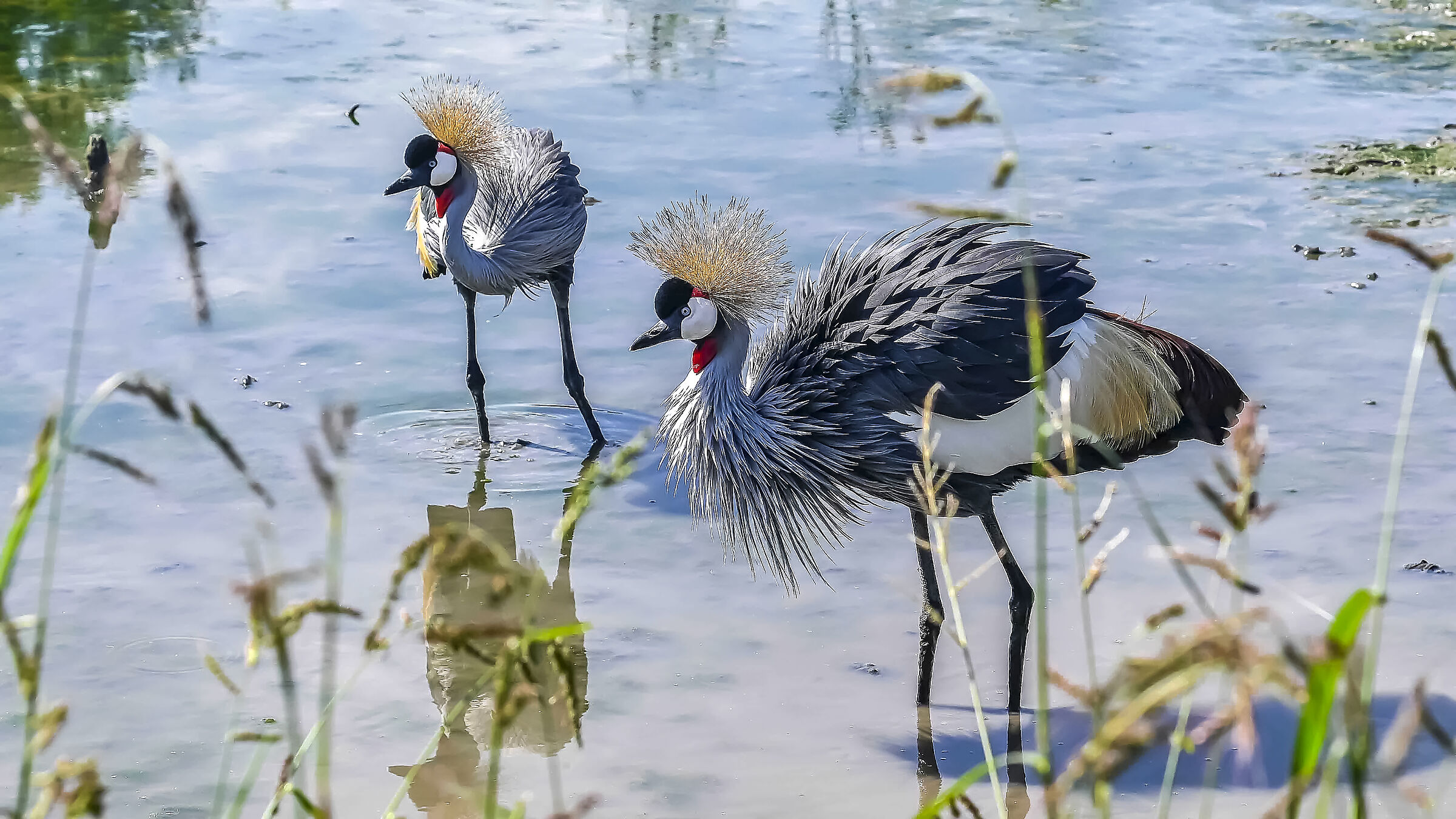 Coppia di Gru Coronata !!