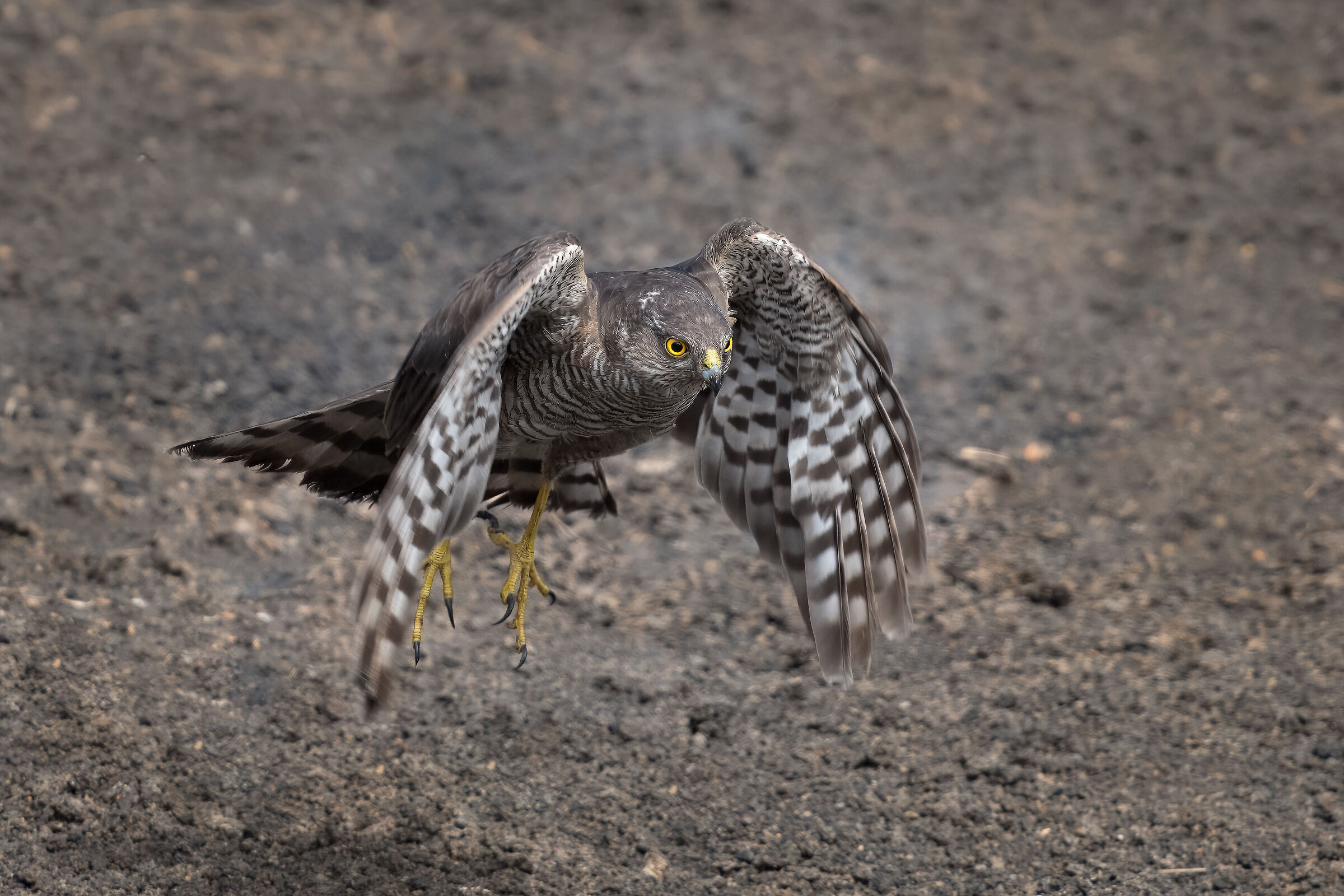 Sparrowhawk
