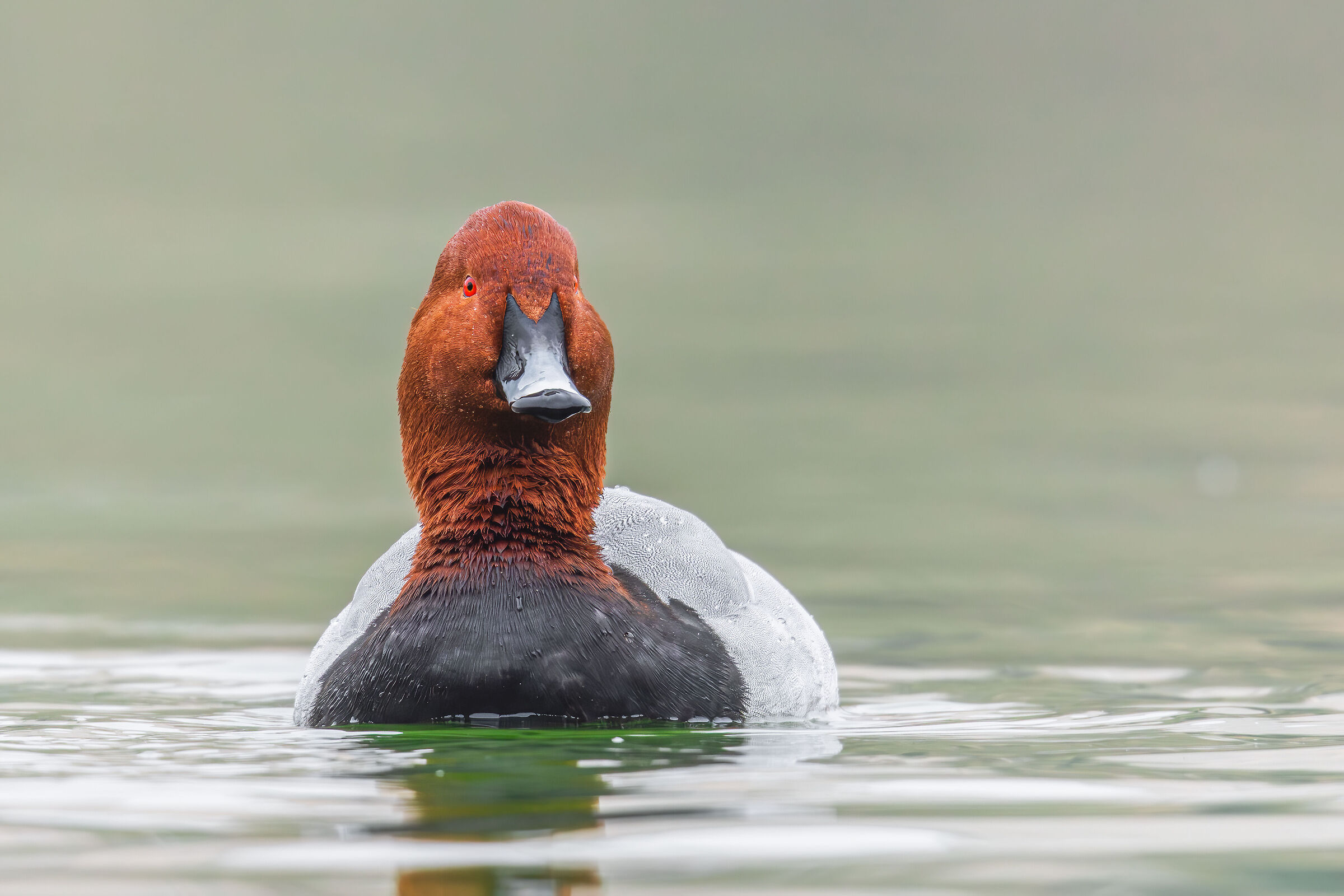 Sta guardando qualcosa...