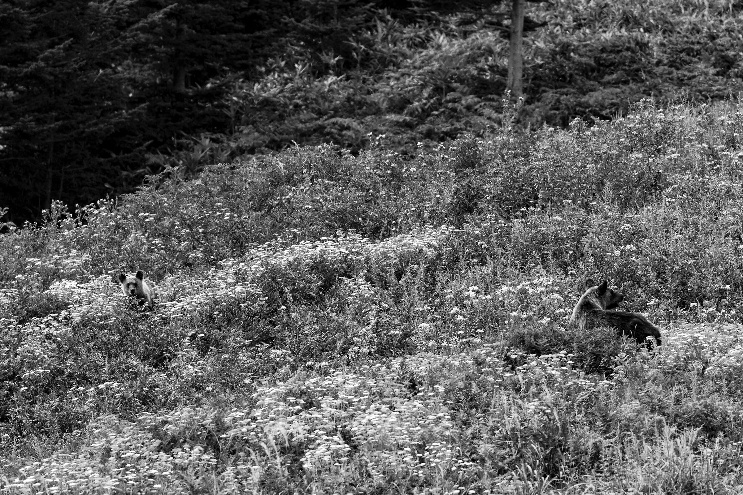 Brown Bear / Shiretoko national park / Hokkaido