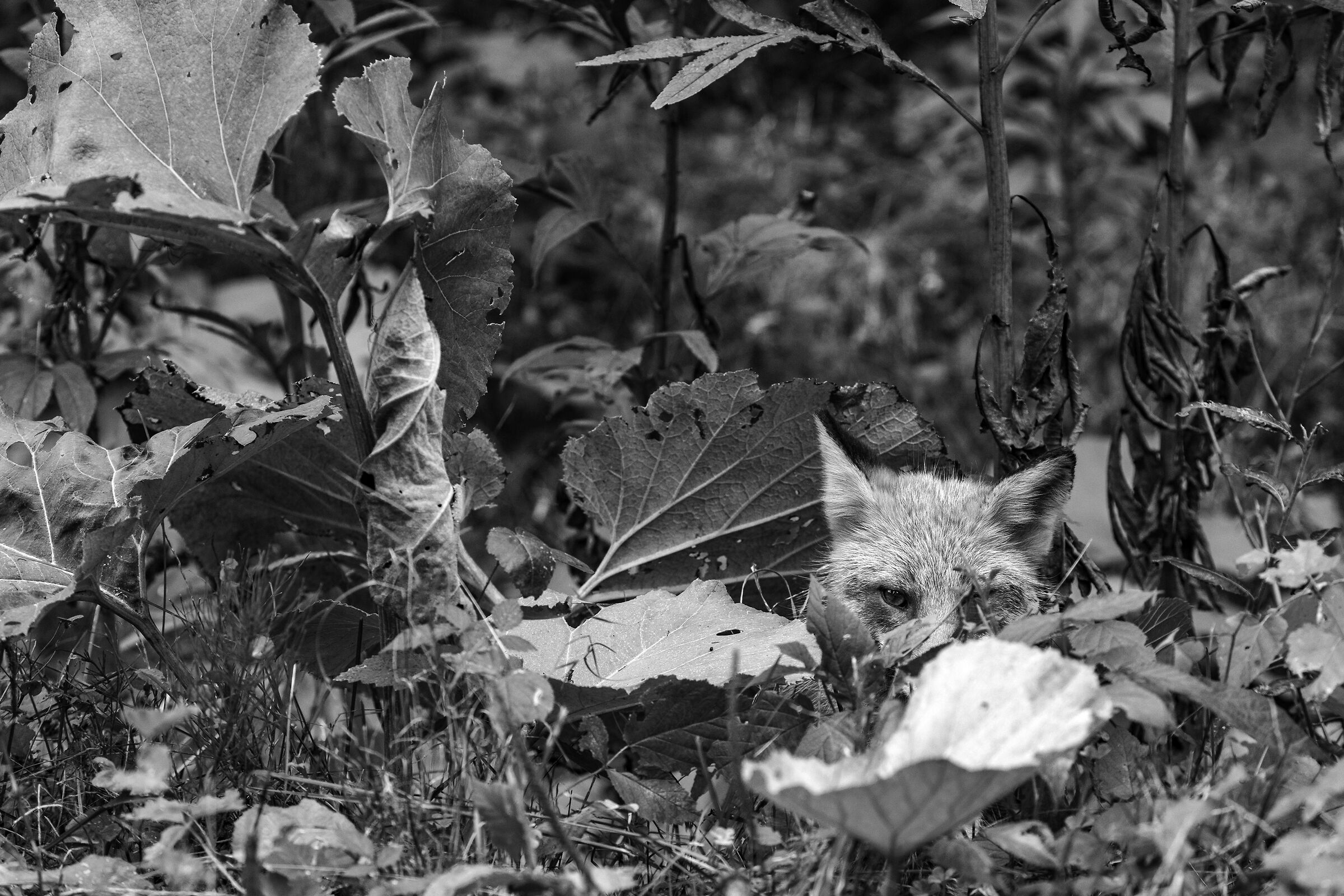 Fox / Hokkaido / Japan