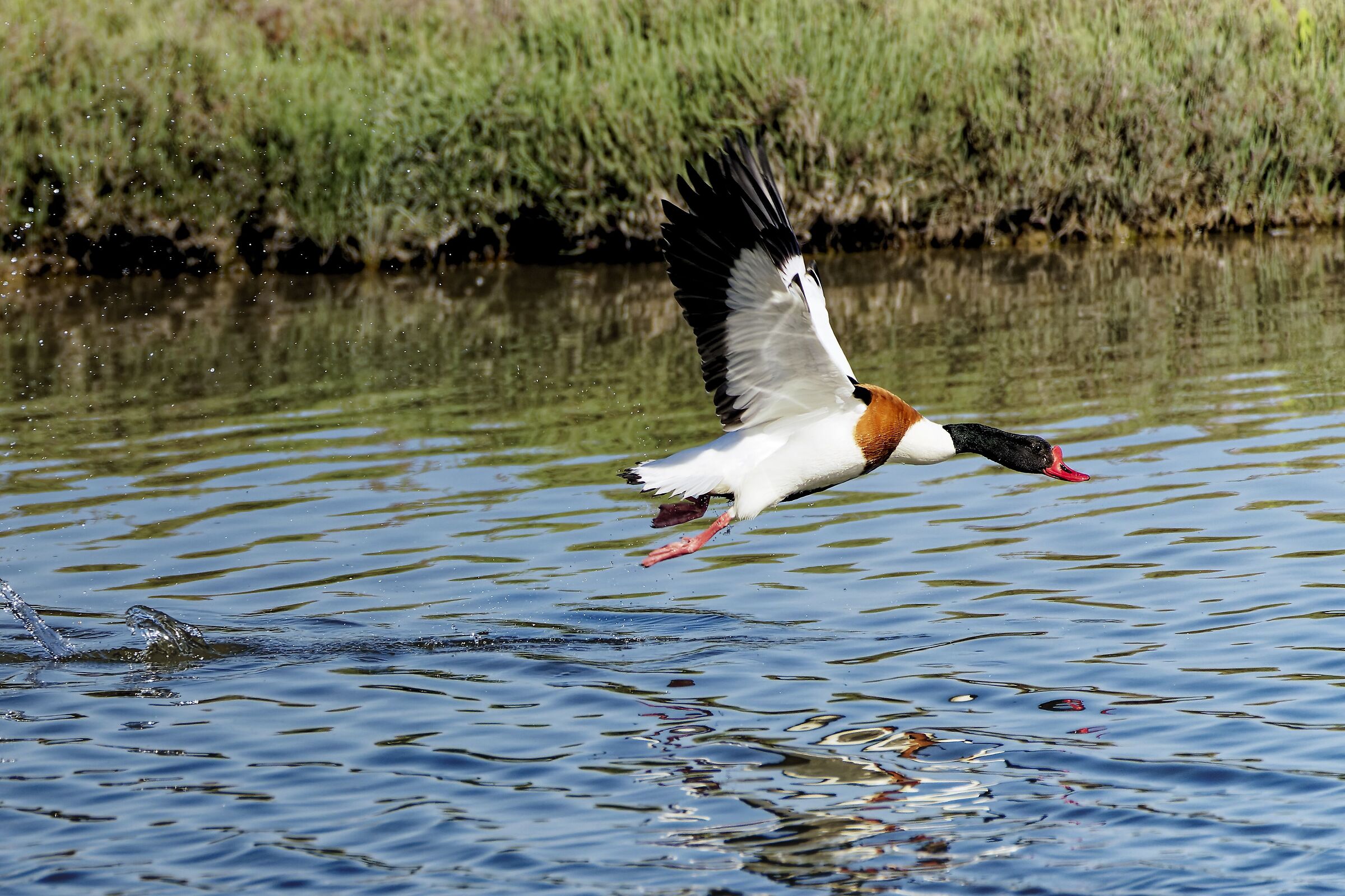 Common shelduck