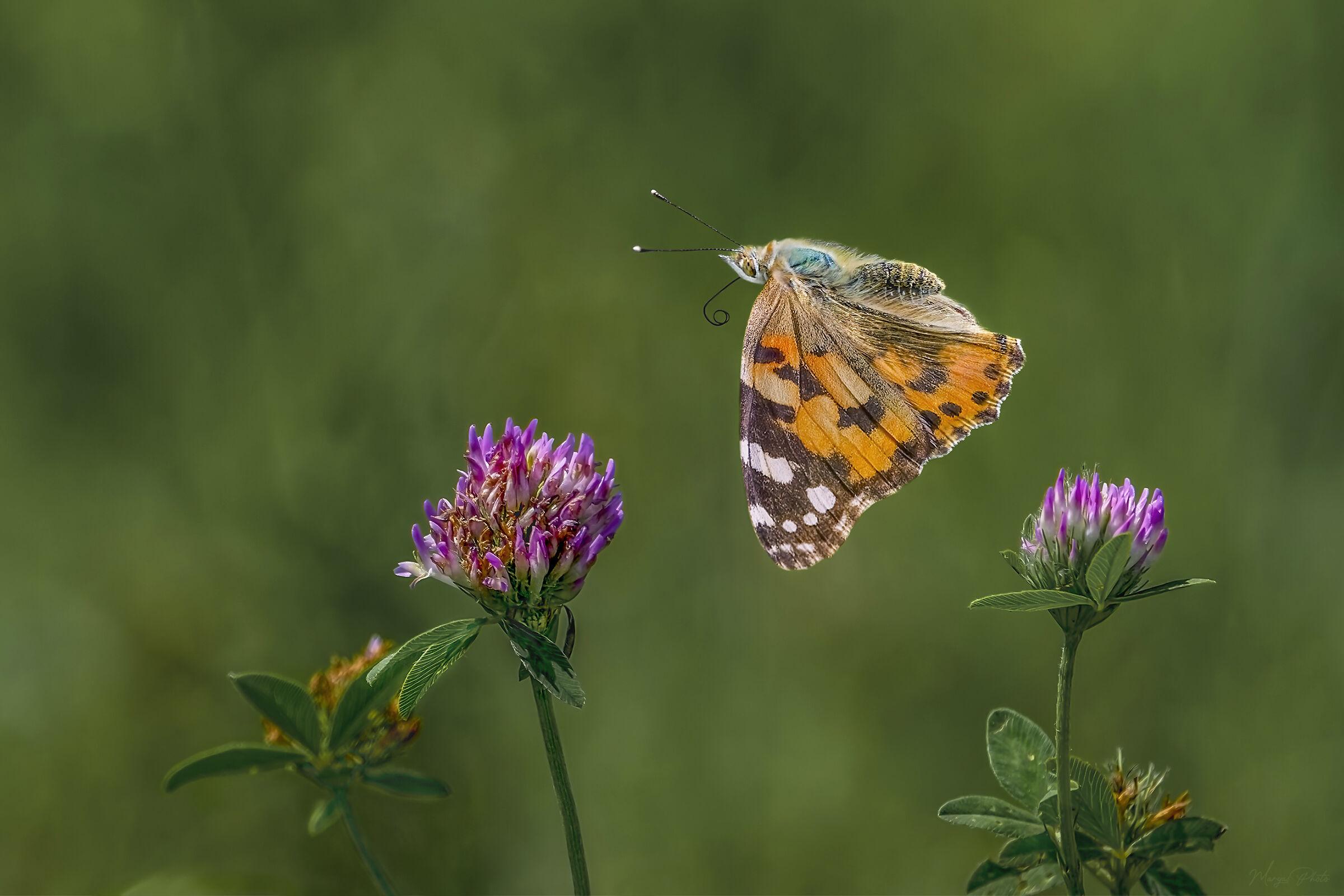 And... if the cardoons are finished...