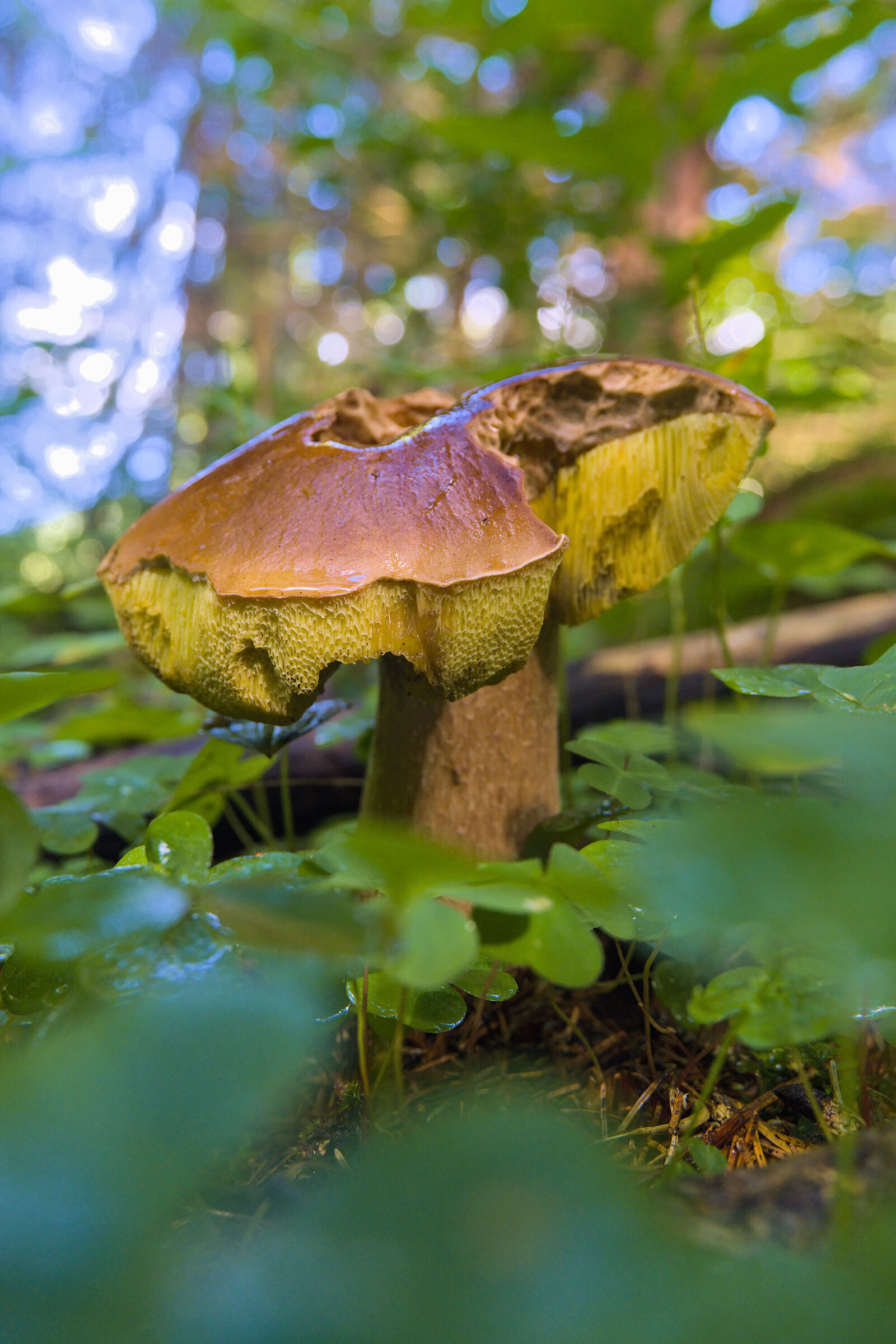 boletus edulis
