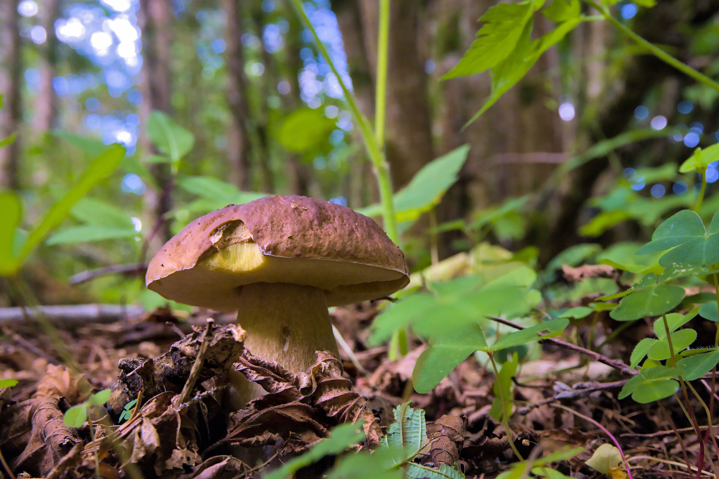 boletus edulis