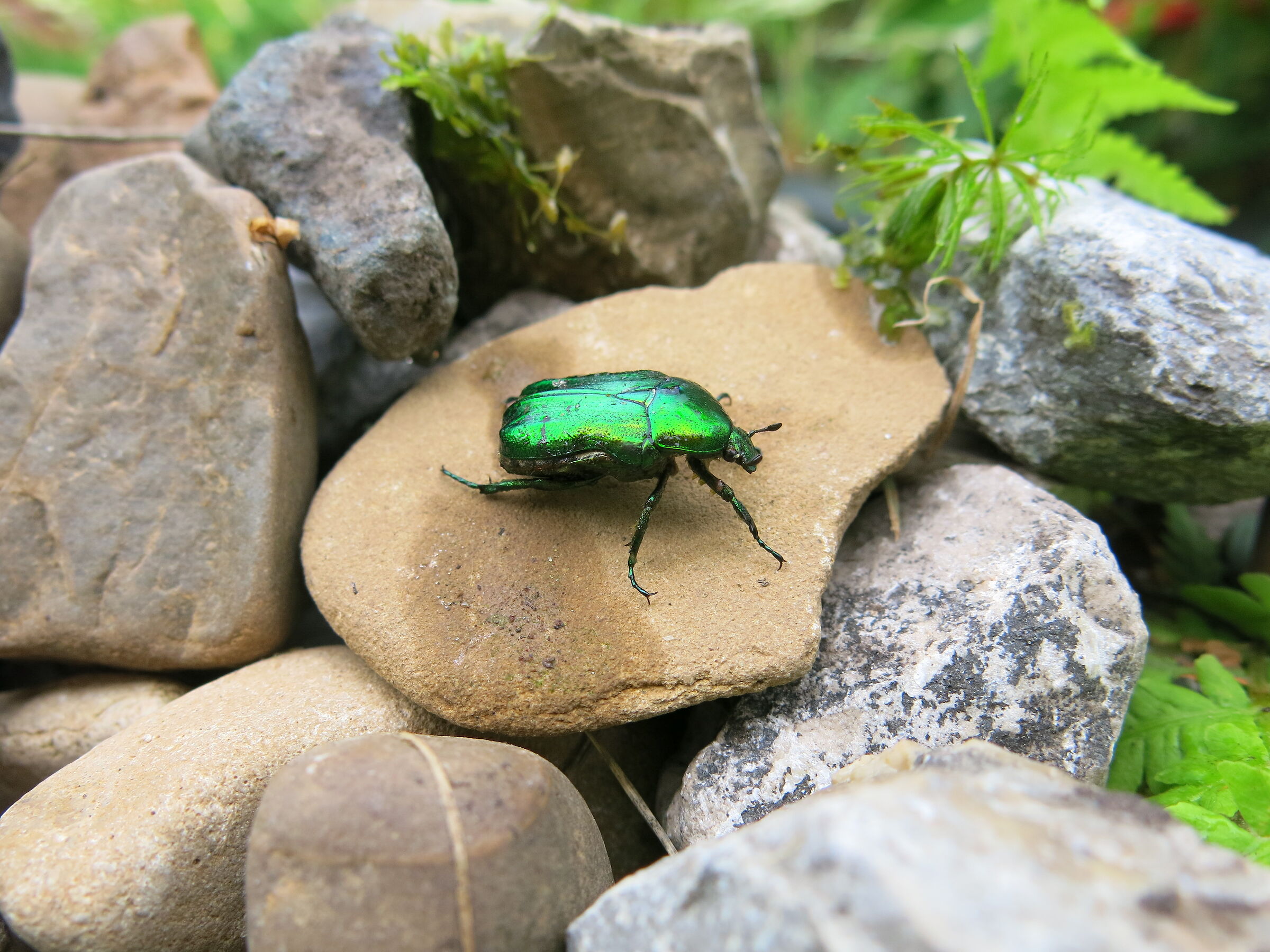 Cetonia aurata