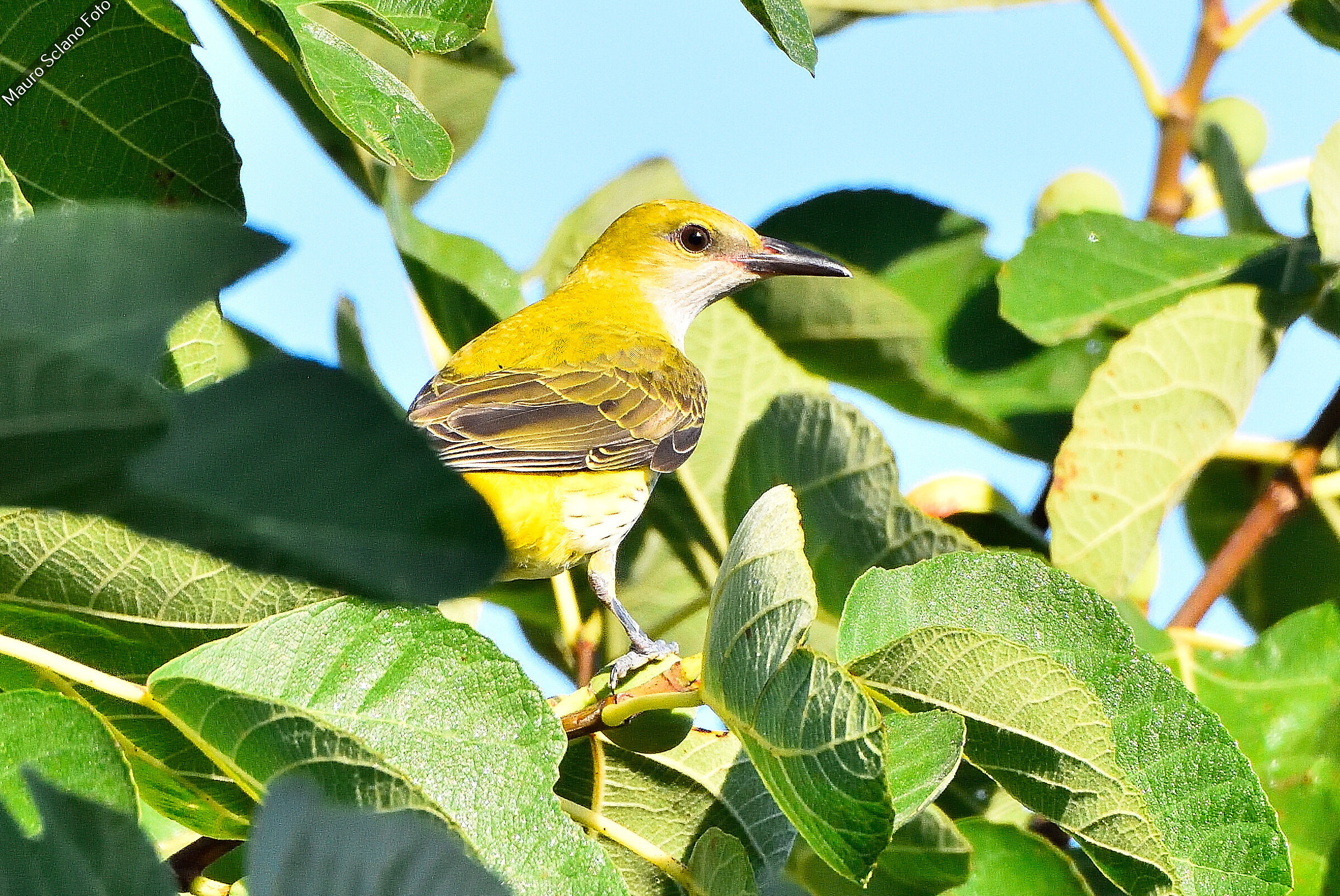 Golden oriole