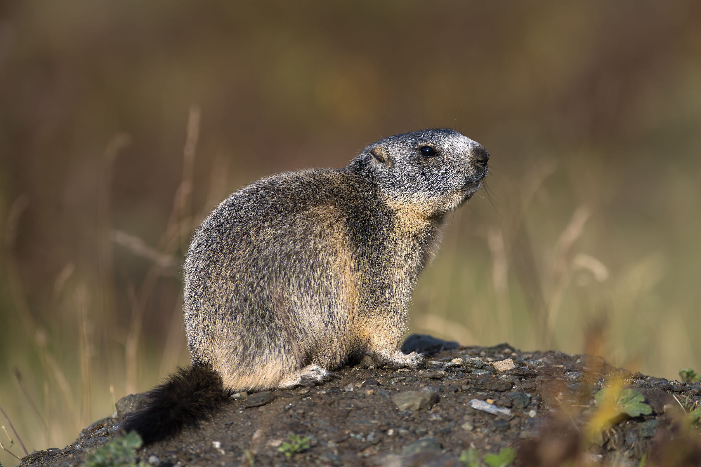 Marmot - Gran Paradiso National Park