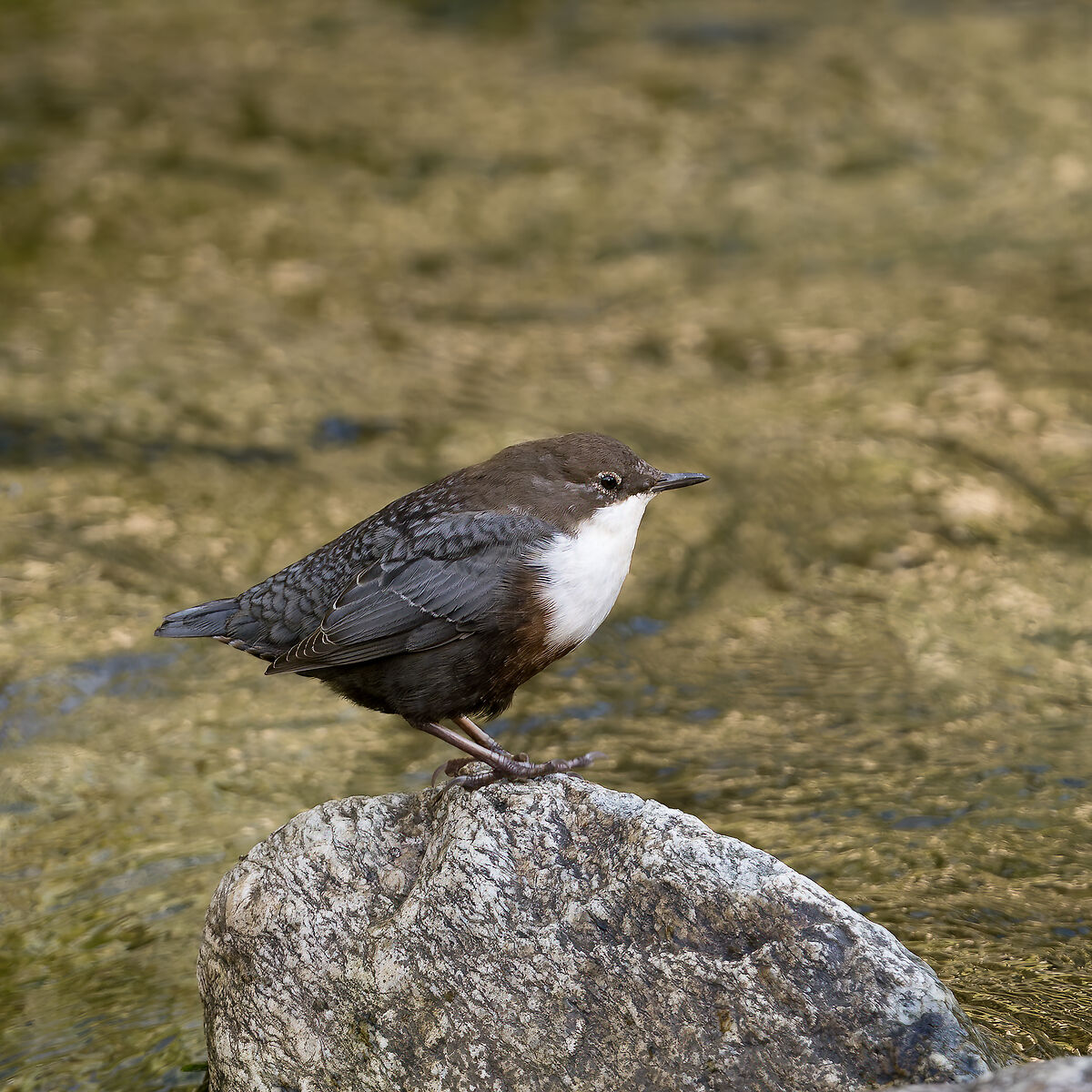 Dipper - Gran Paradiso National Park