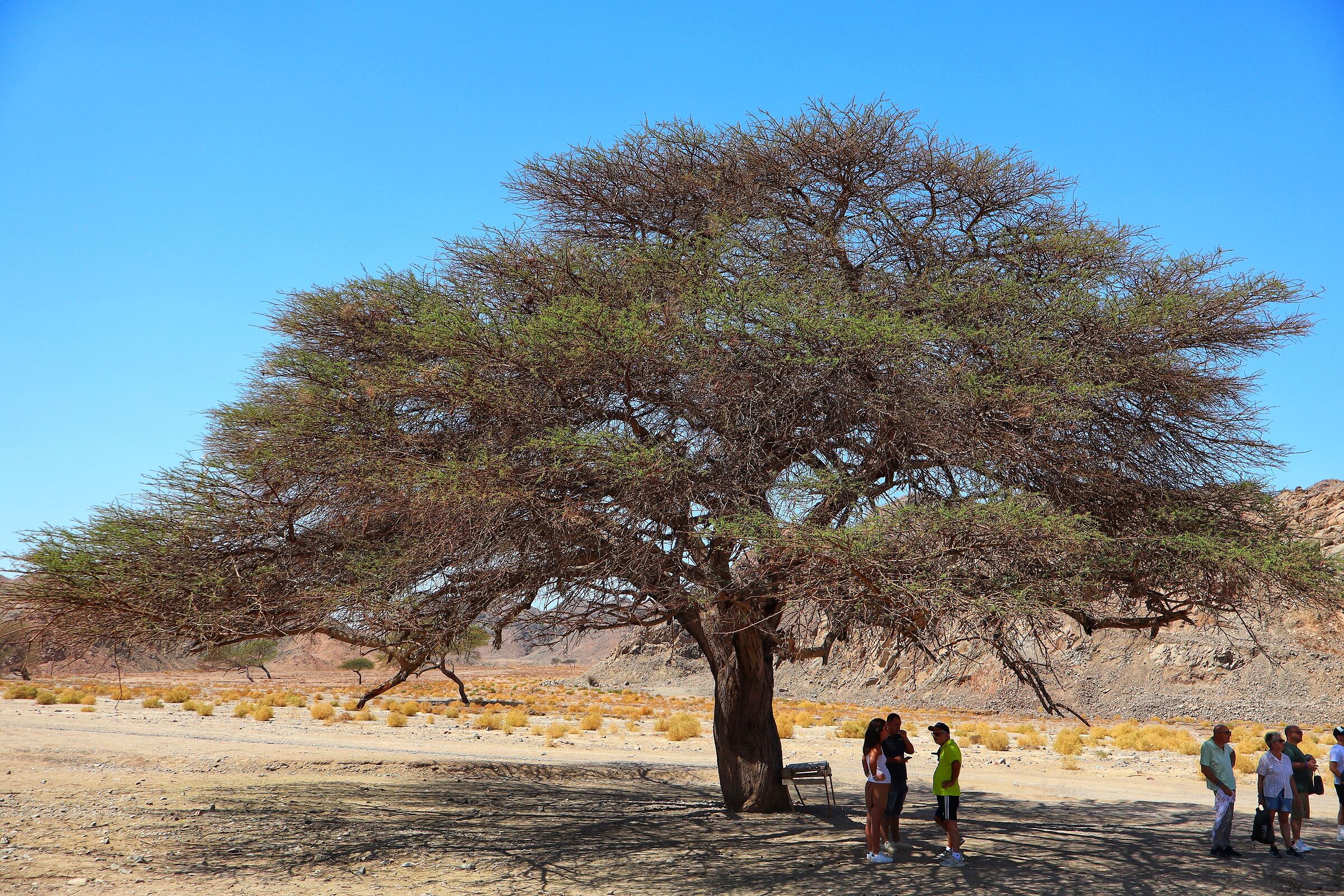 Acacia