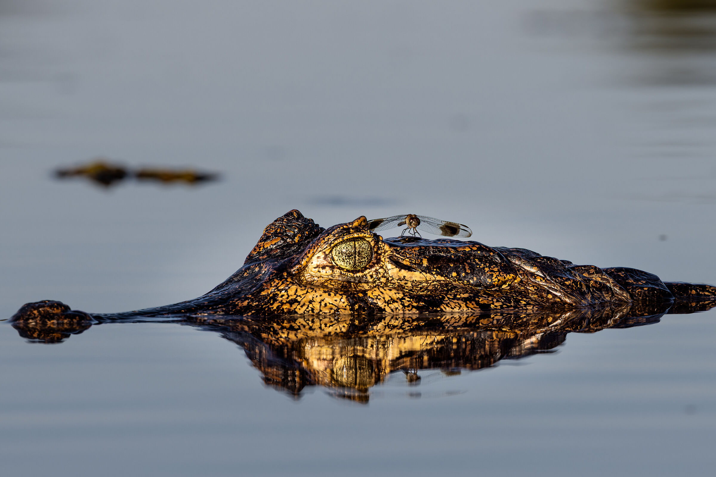 Pantanal
