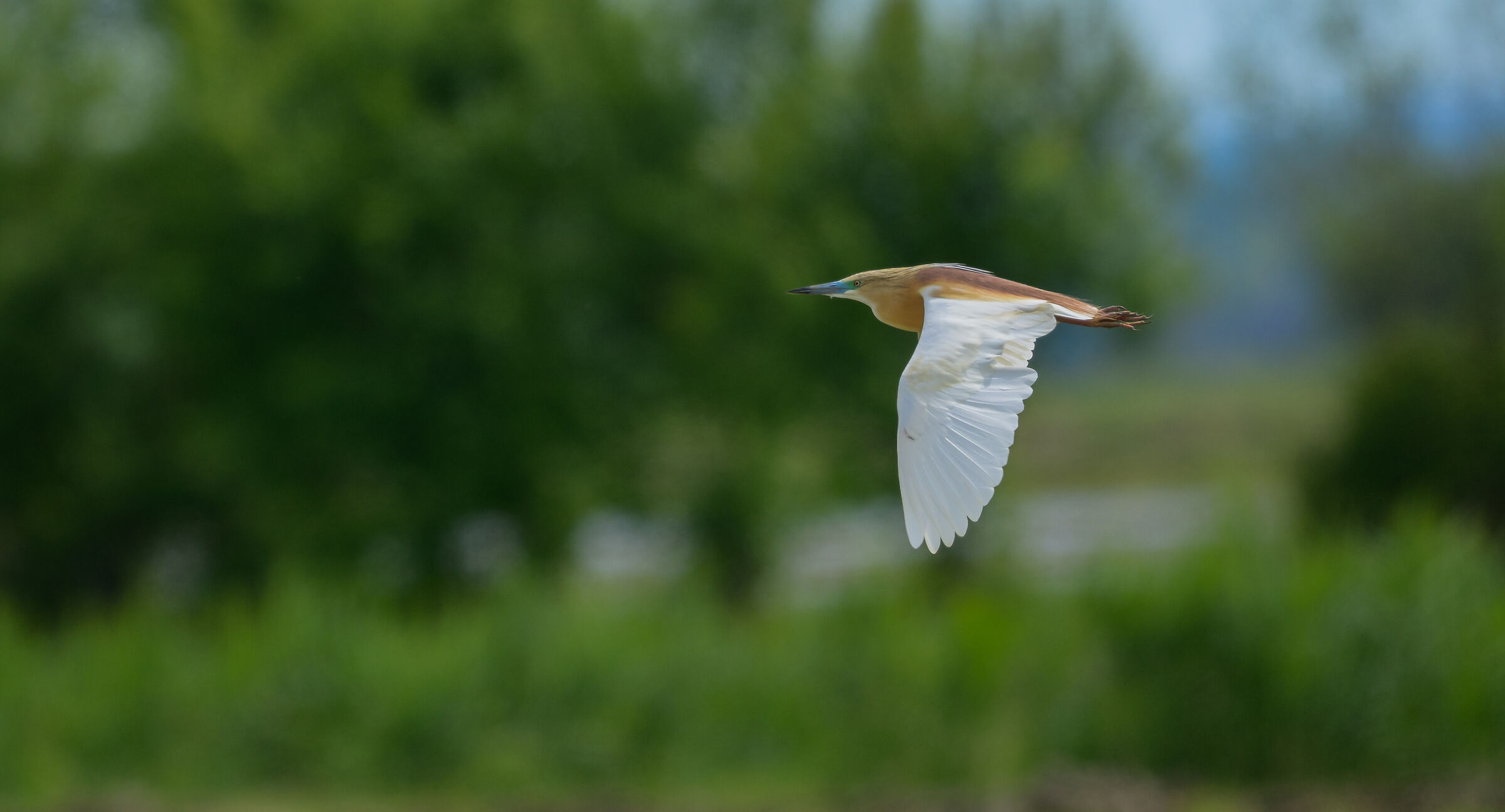 squacco heron