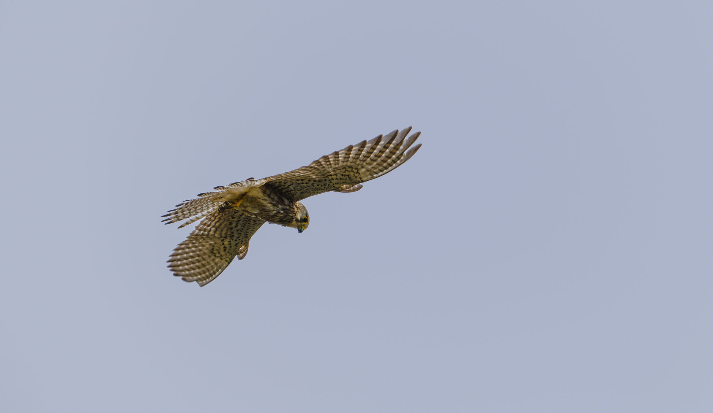 kestrel