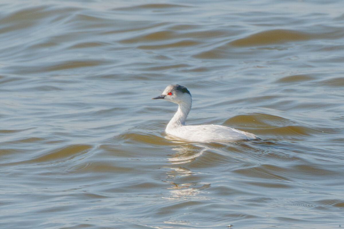 Leucistic Little Grebe 1