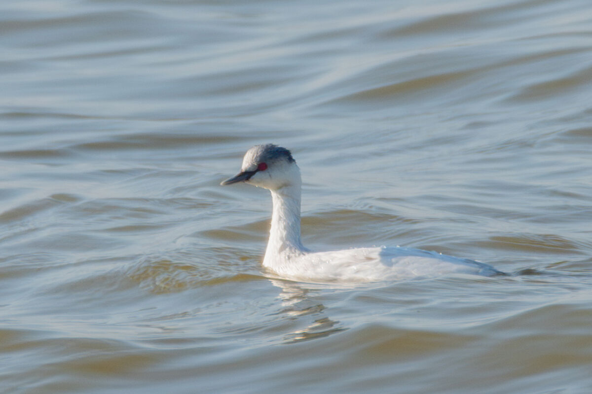 Leucistic Little Grebe 3