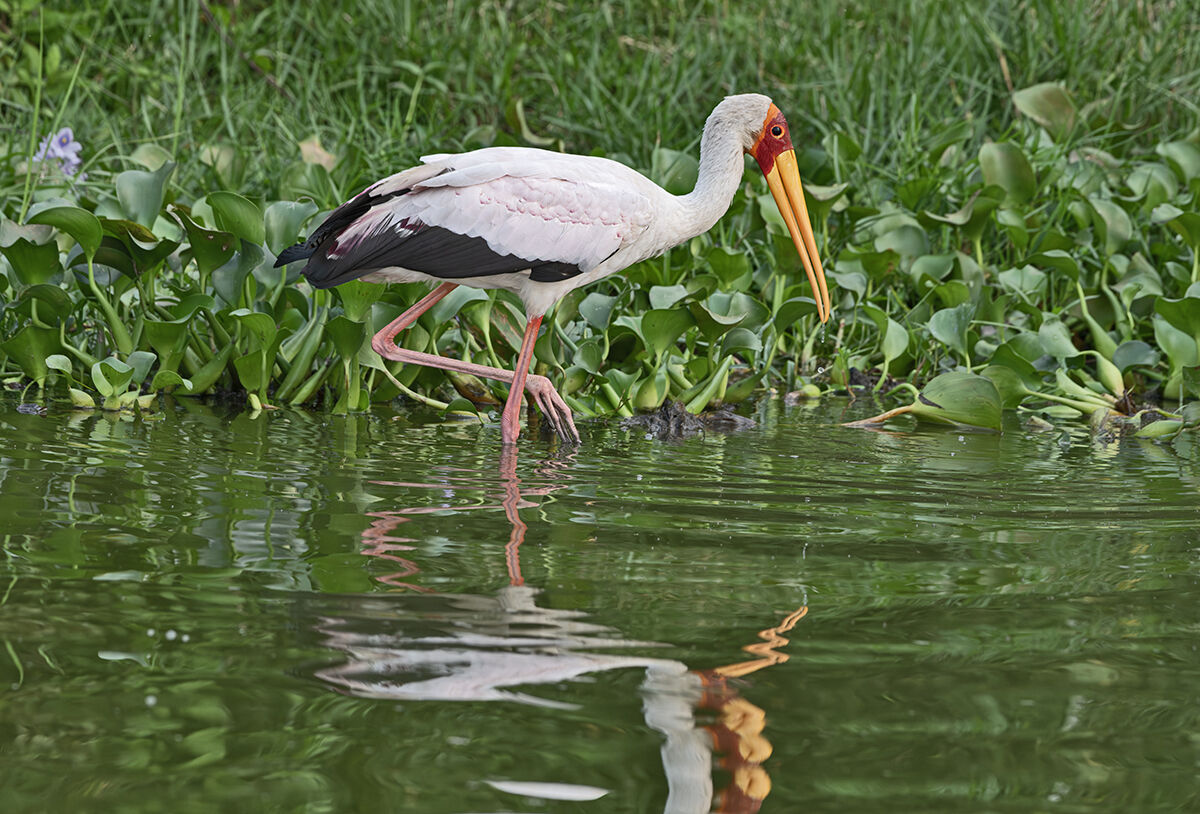 African Tantalus