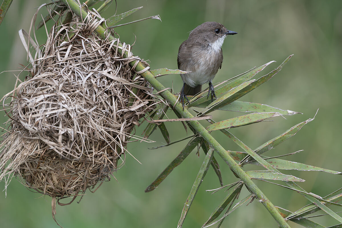 Swamp flycatcher