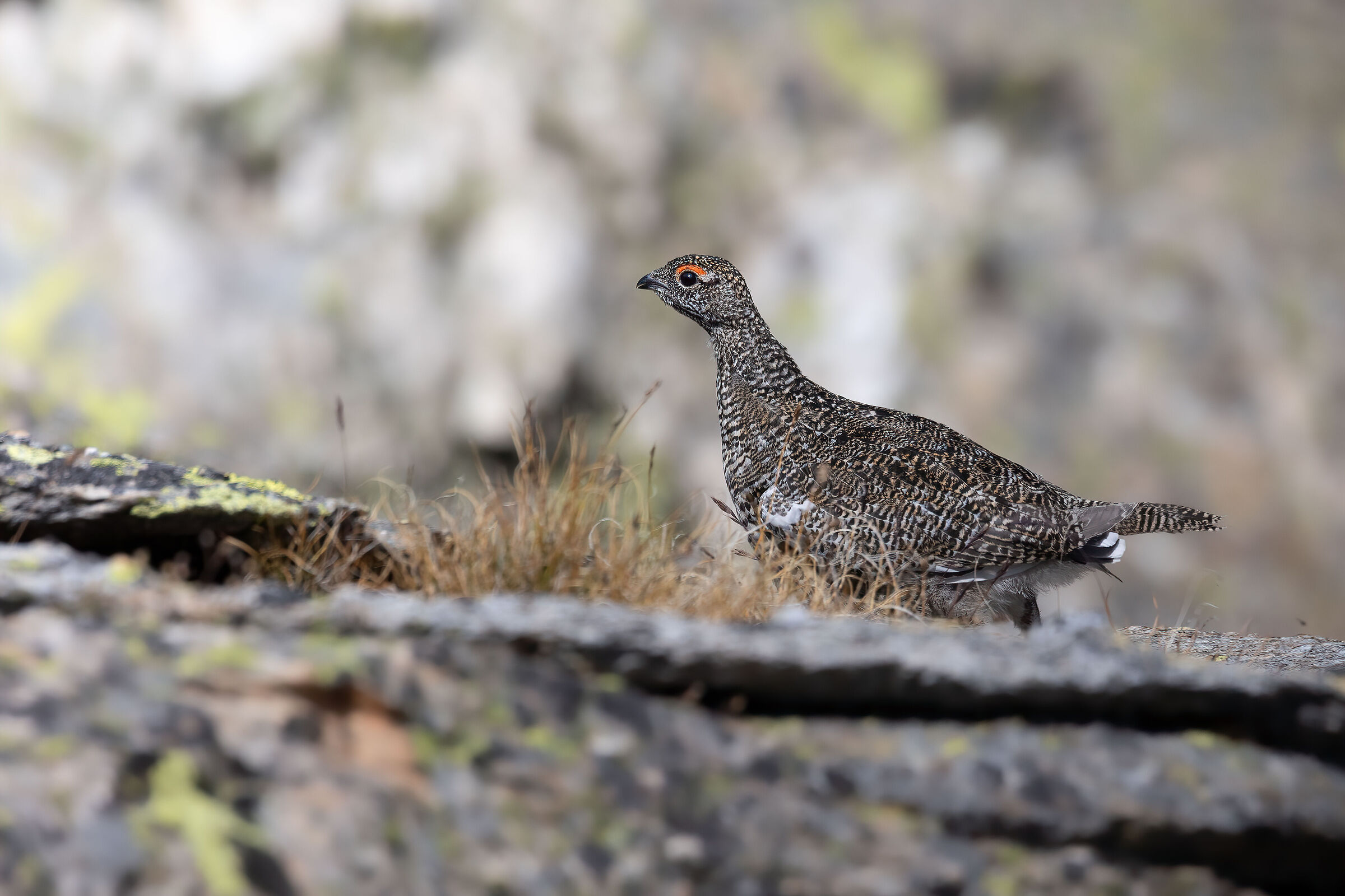 Partridge