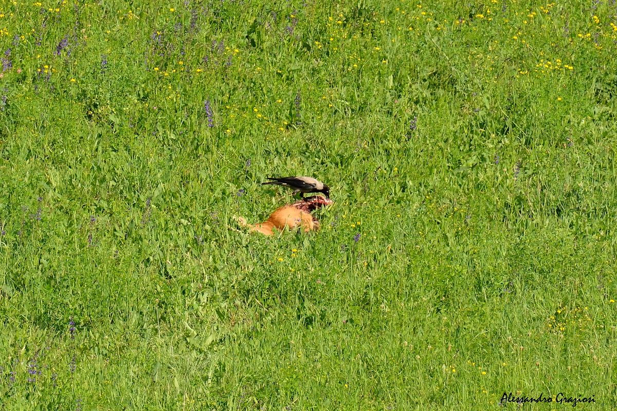 Crow feeds on the carcass of a roe deer
