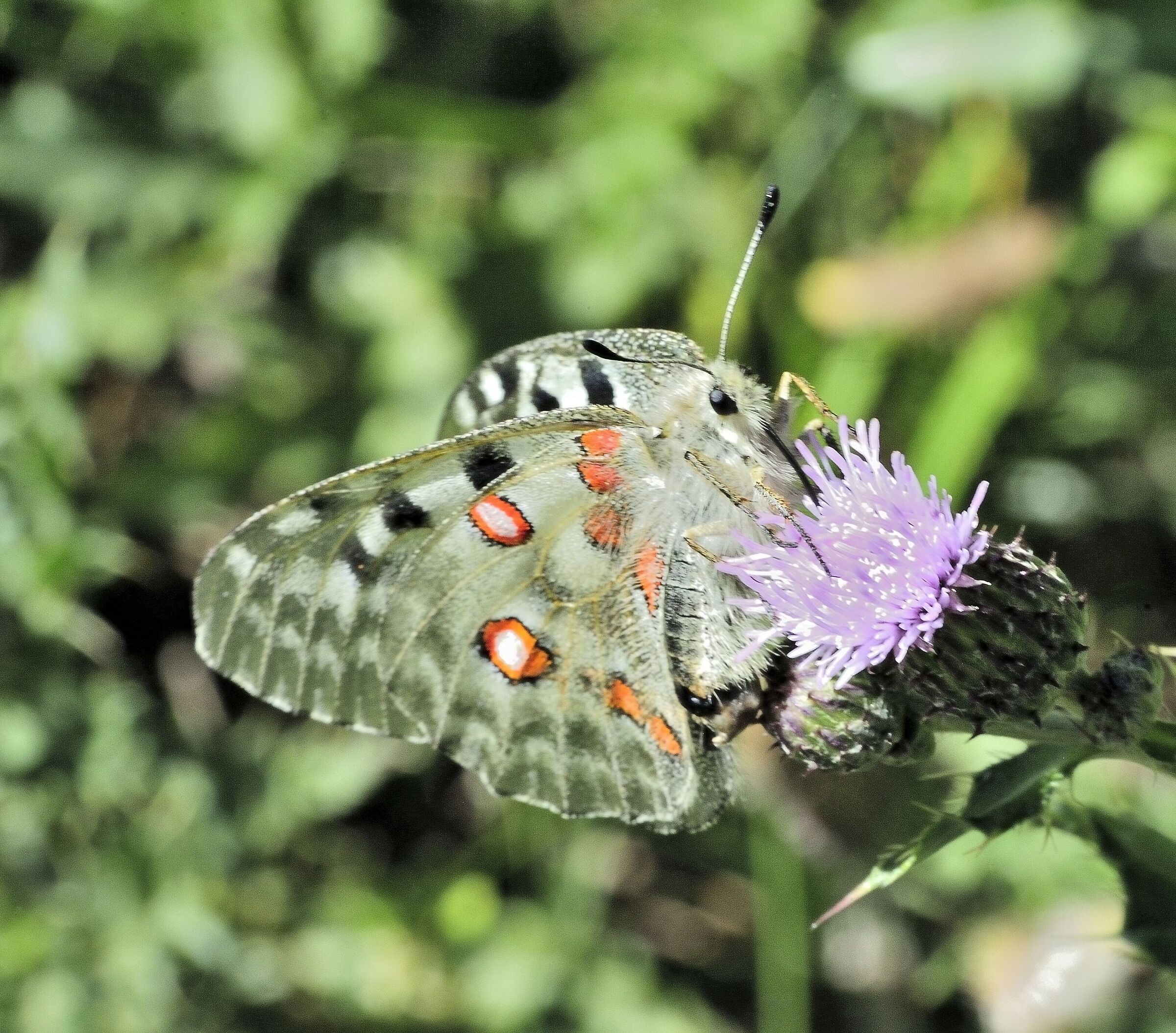 Parnassius apollo
