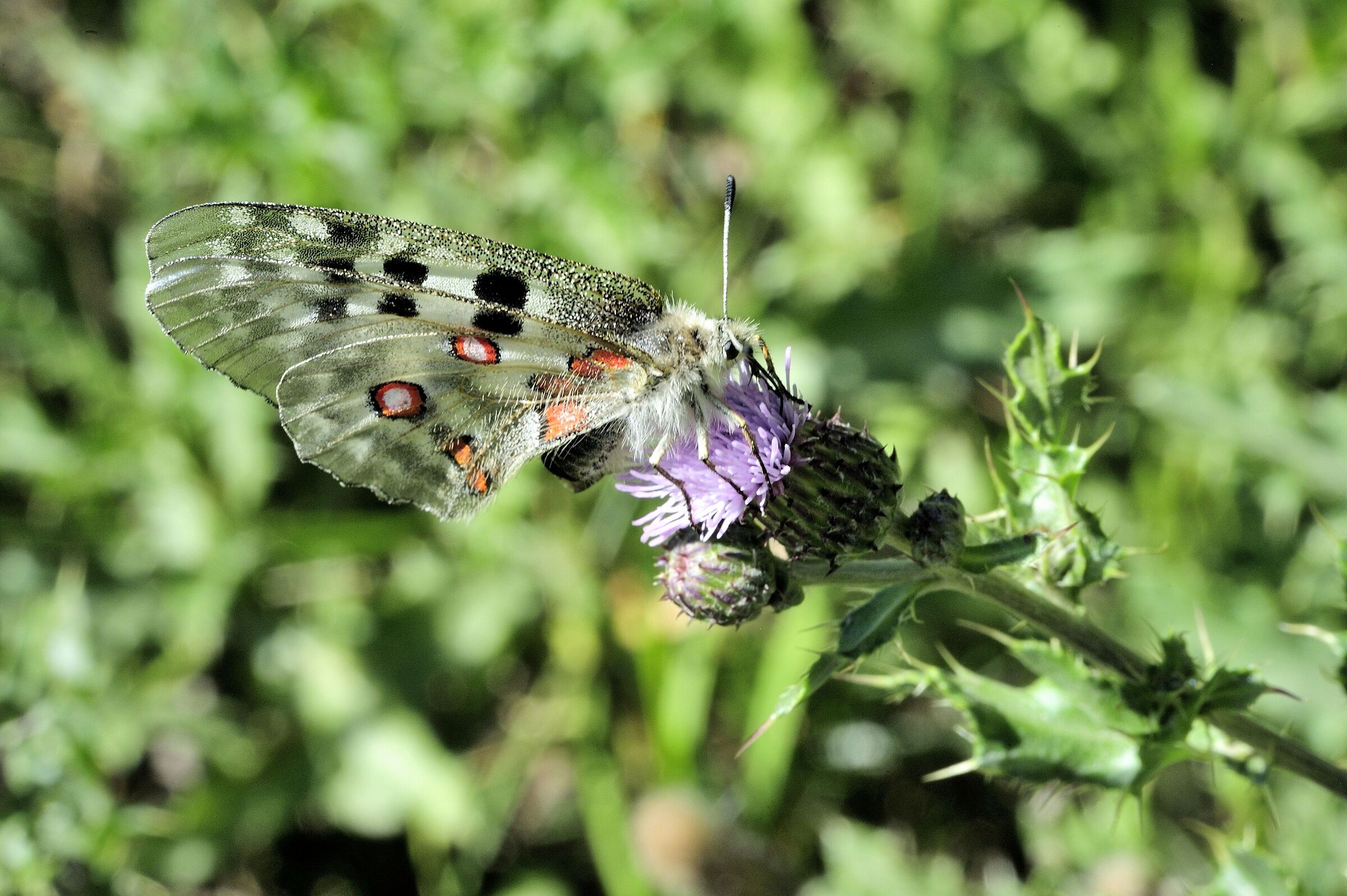 Parnassius apollo